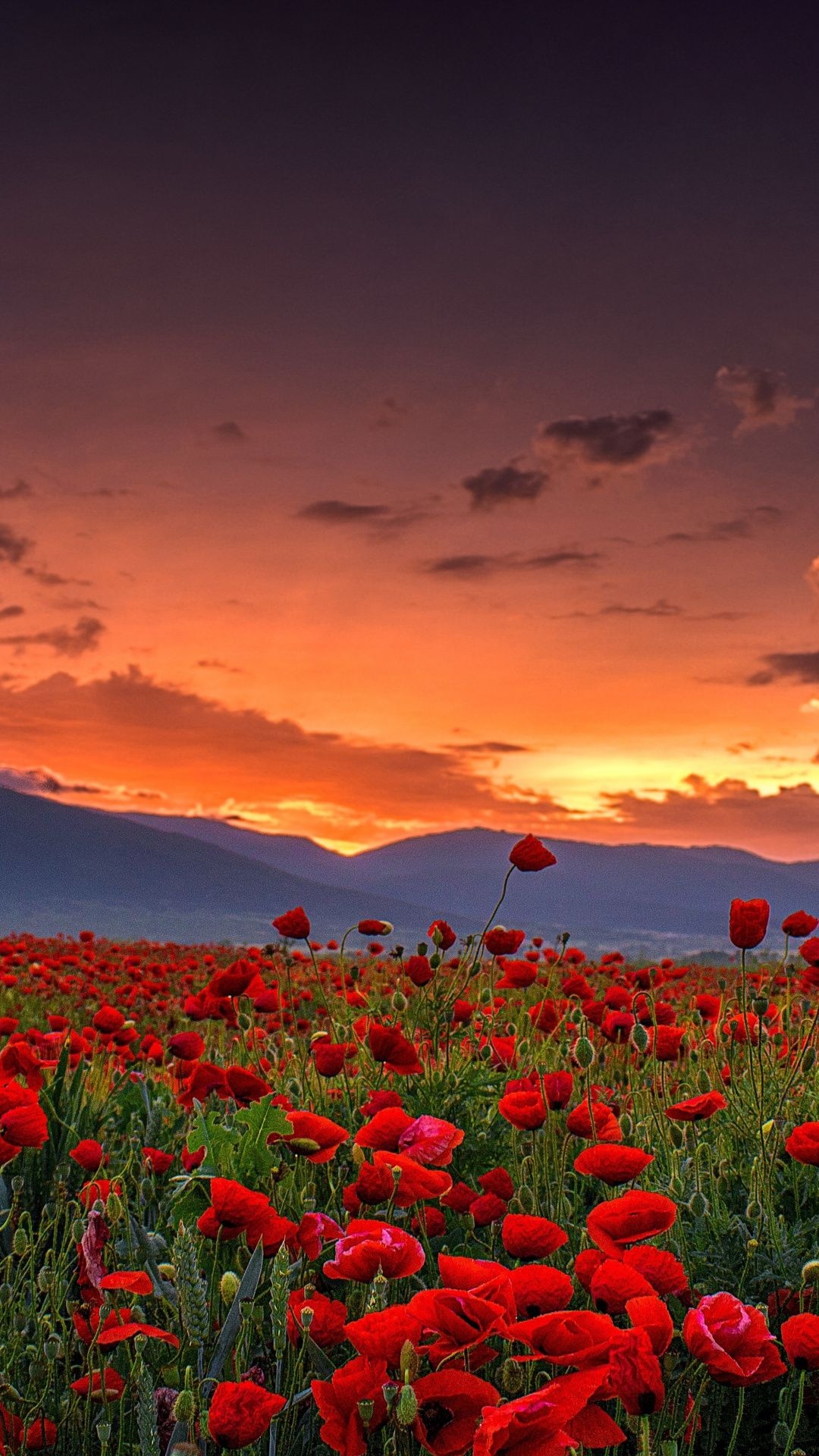 Farm: Poppy field at sunset, Grassland, Herbaceous plants. 1080x1920 Full HD Background.