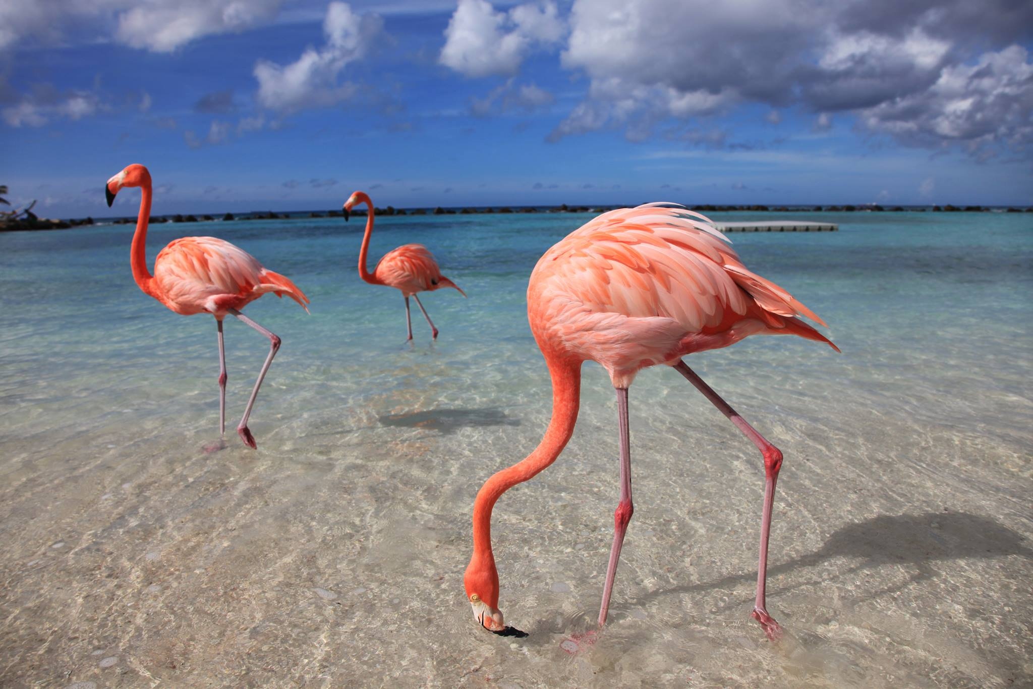 Aruba Island, Travels, Flamingos, Private island escapes, 2050x1370 HD Desktop