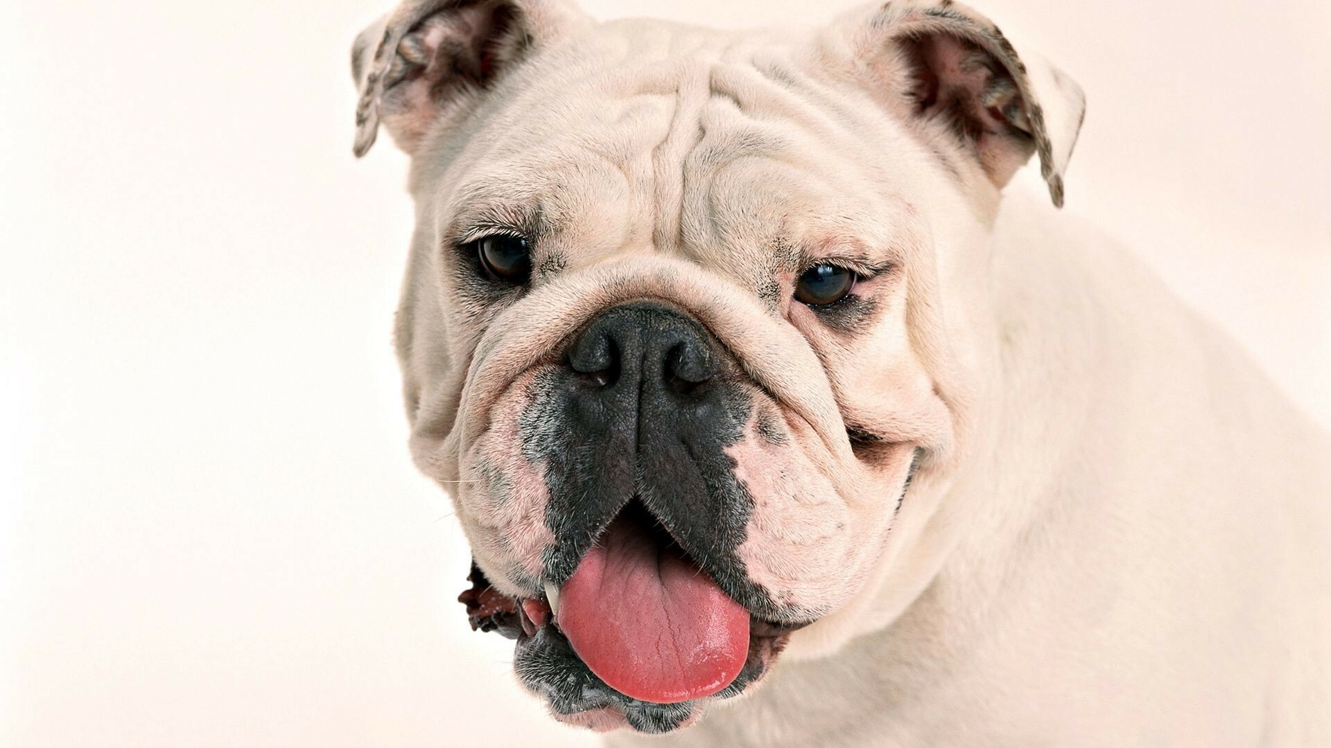 Bulldog: English breed, American Kennel Club officially recognized the breed in 1886. 1920x1080 Full HD Background.