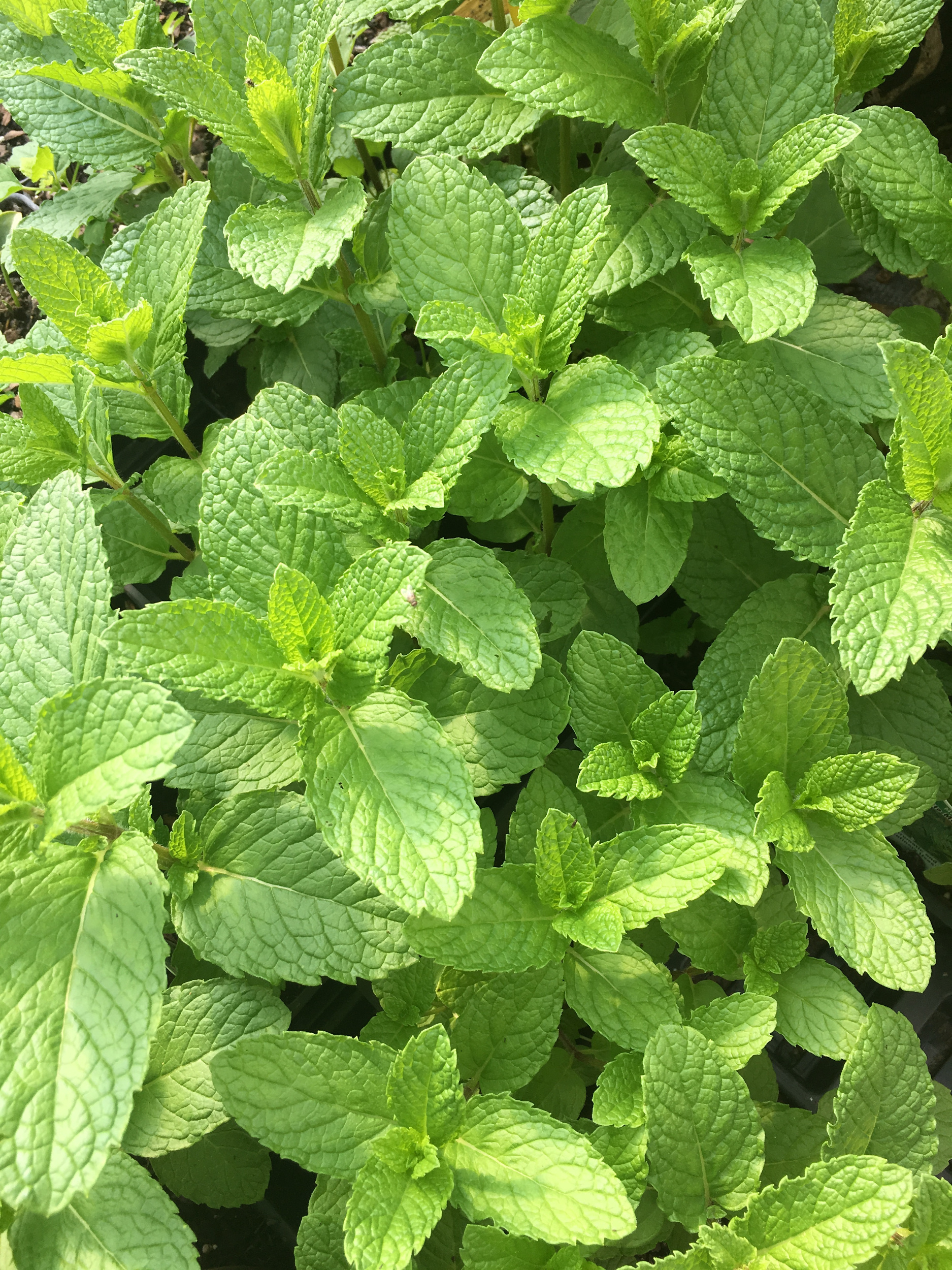 Mojito mint, Hardy perennial, Herb gardening, Flavorful leaves, 1880x2500 HD Phone