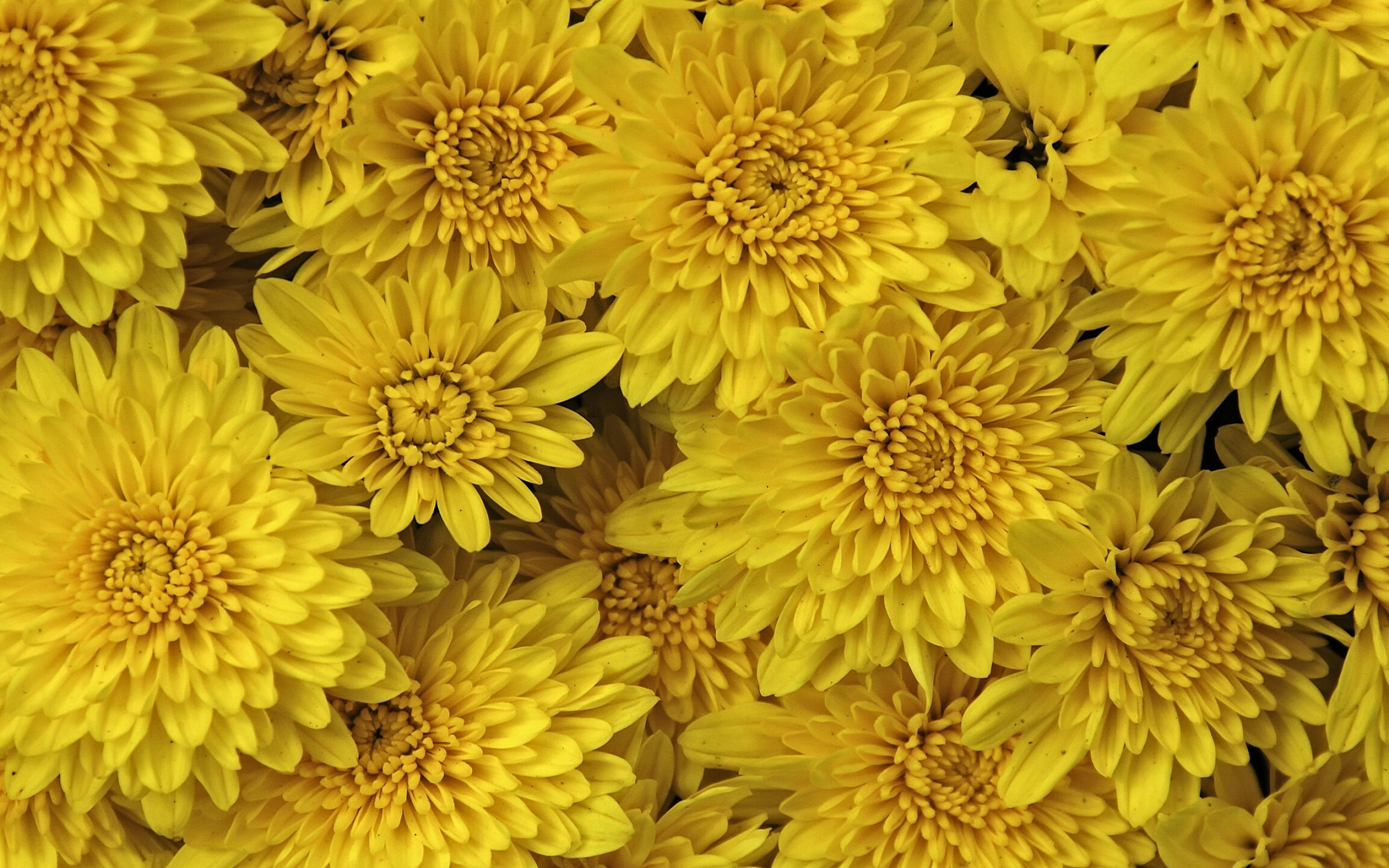 Chrysanthemum: Many horticultural specimens have been bred to bear many rows of ray florets in a great variety of colors. 2560x1600 HD Wallpaper.
