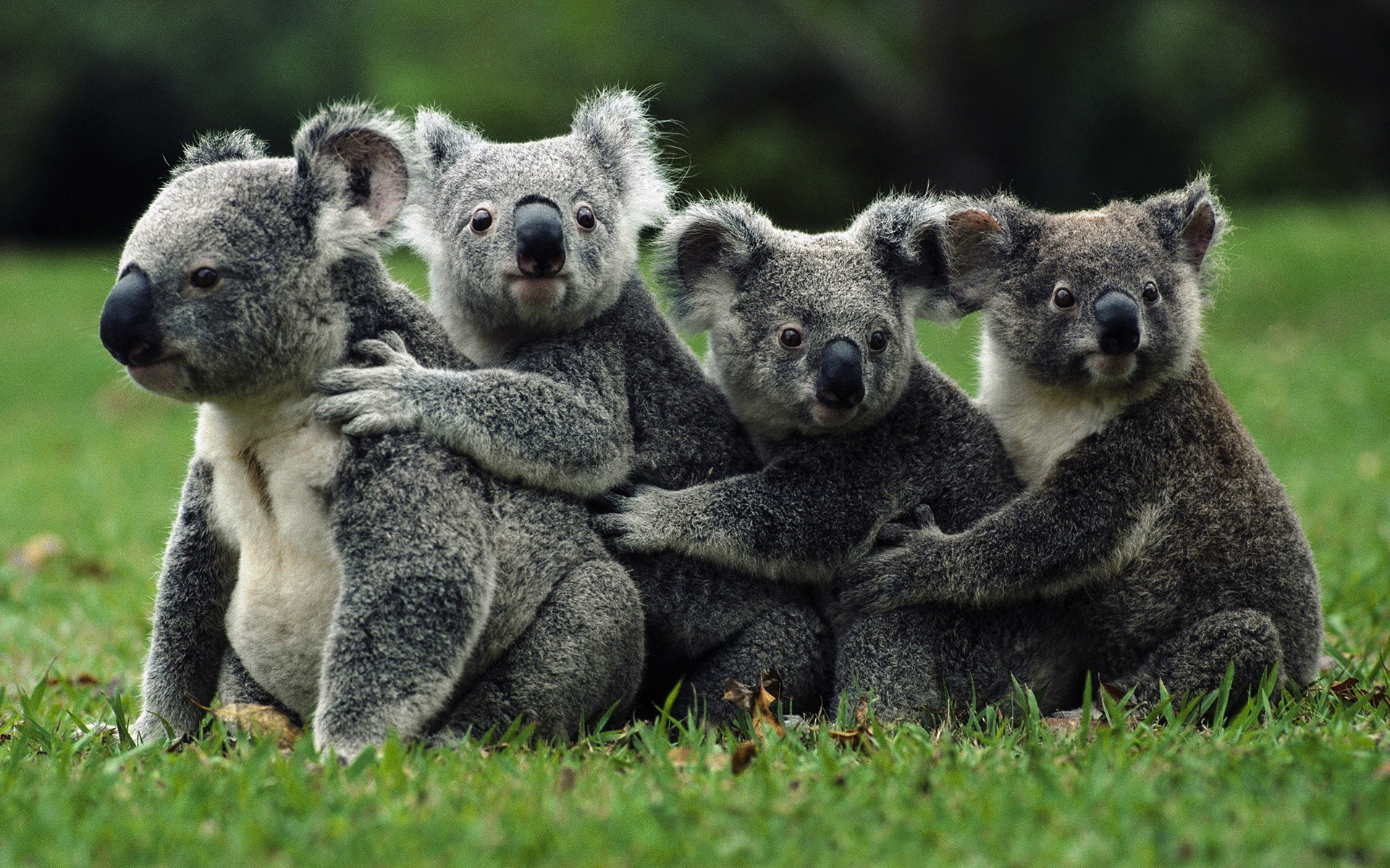 Koala family desktop wallpaper, Cute koalas, 1920x1200 HD Desktop