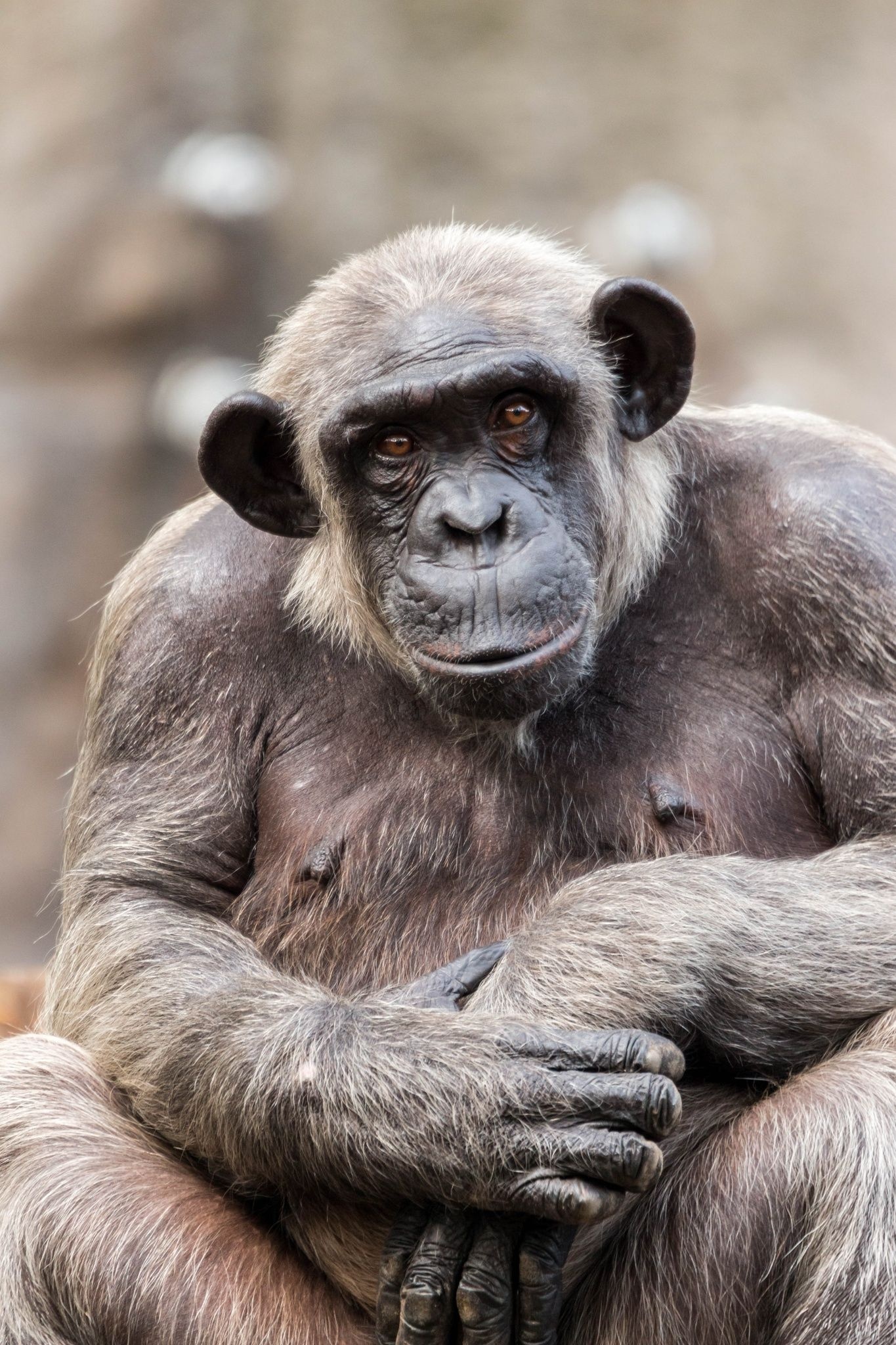 Chimpanzee portrait, Cute animal, Animal photography, 1370x2050 HD Handy
