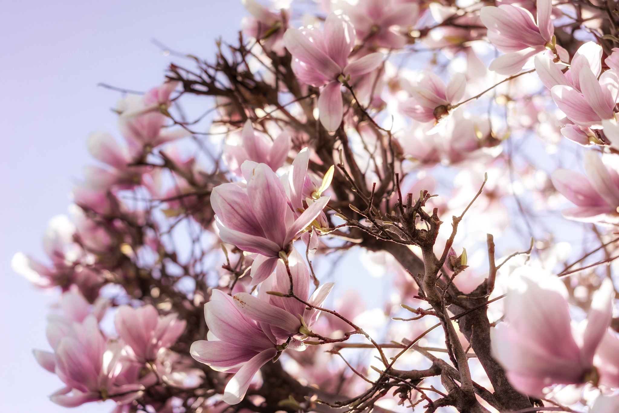 Magnolia Tree, HD background, Magnificent blooms, Captivating image, 2050x1370 HD Desktop