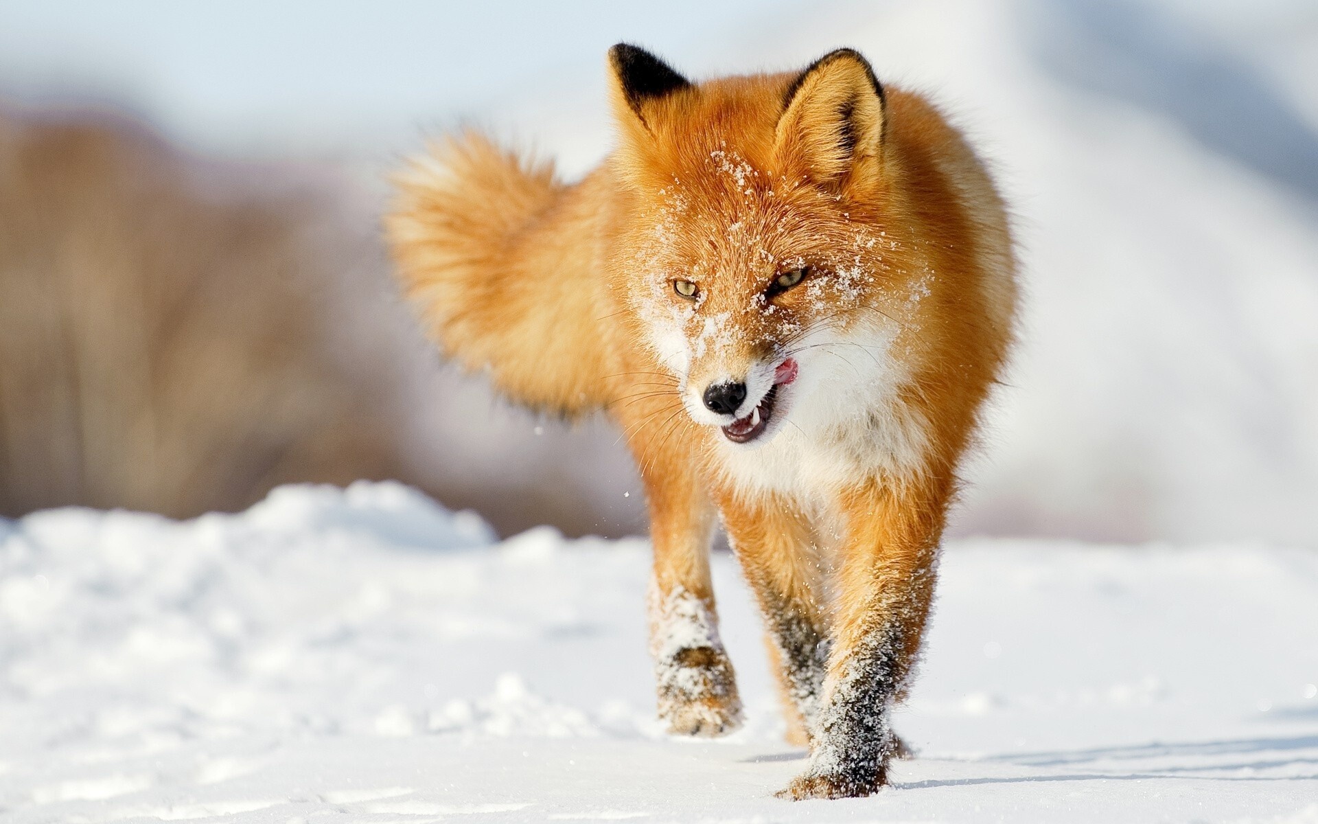 Fox: Mammals, Use their tails to communicate with others. 1920x1200 HD Background.