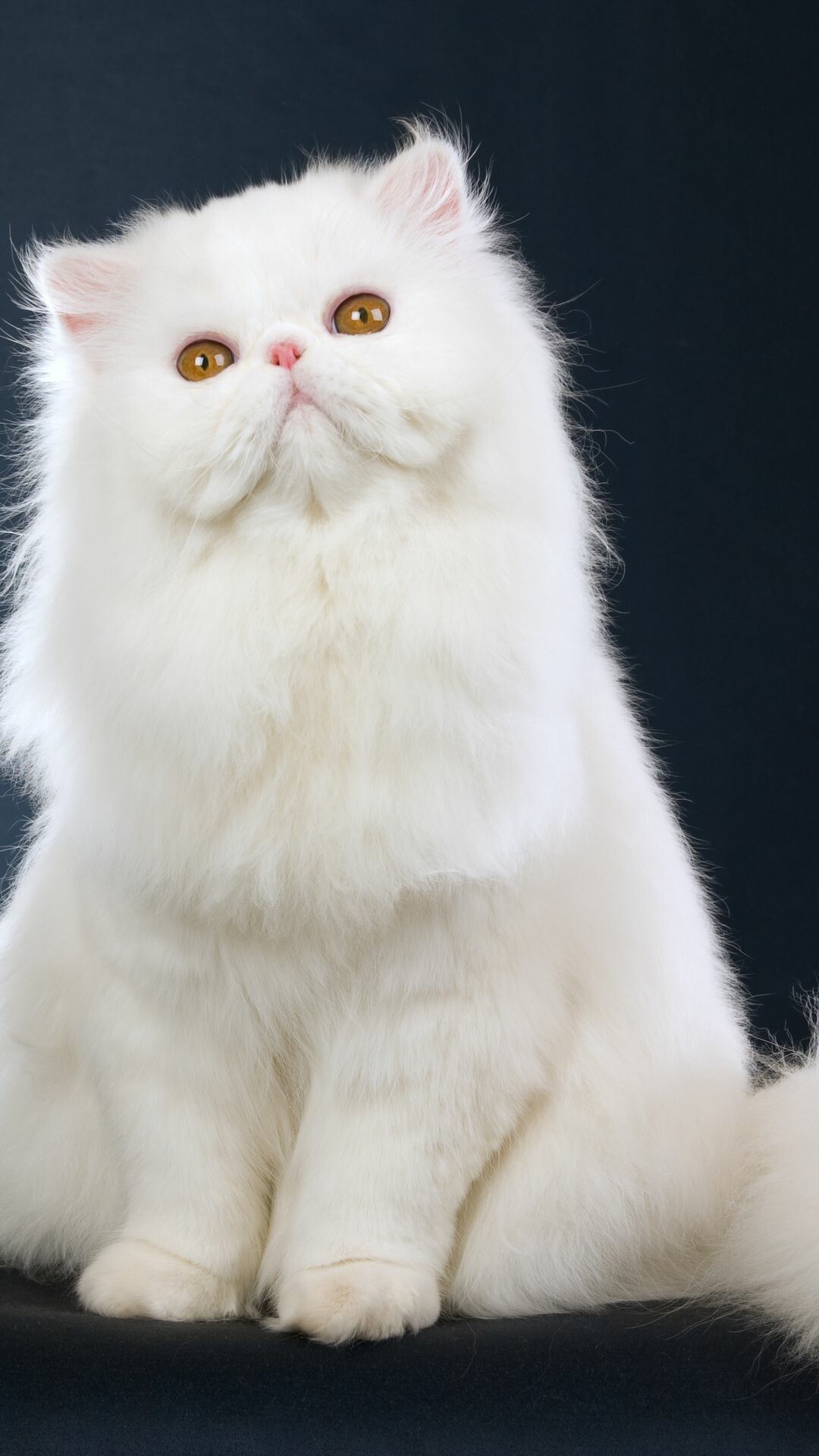 Persian Cat: Heavily boned, well-balanced domestic animal with a sweet expression and soft, round lines. 1080x1920 Full HD Background.