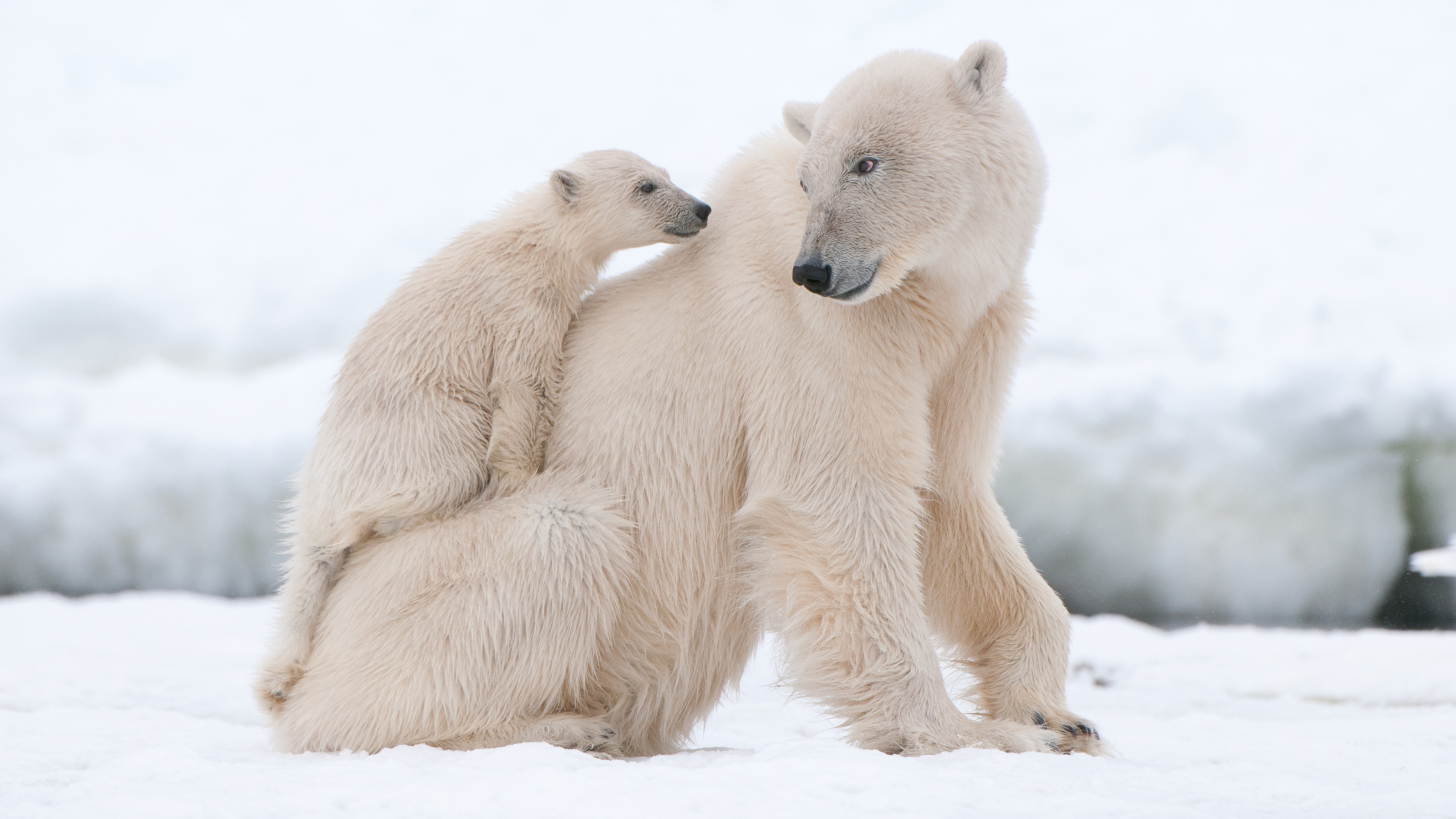 Snowy bear wallpaper, Winter wilderness, Arctic charm, Snow-capped beauty, 3840x2160 4K Desktop