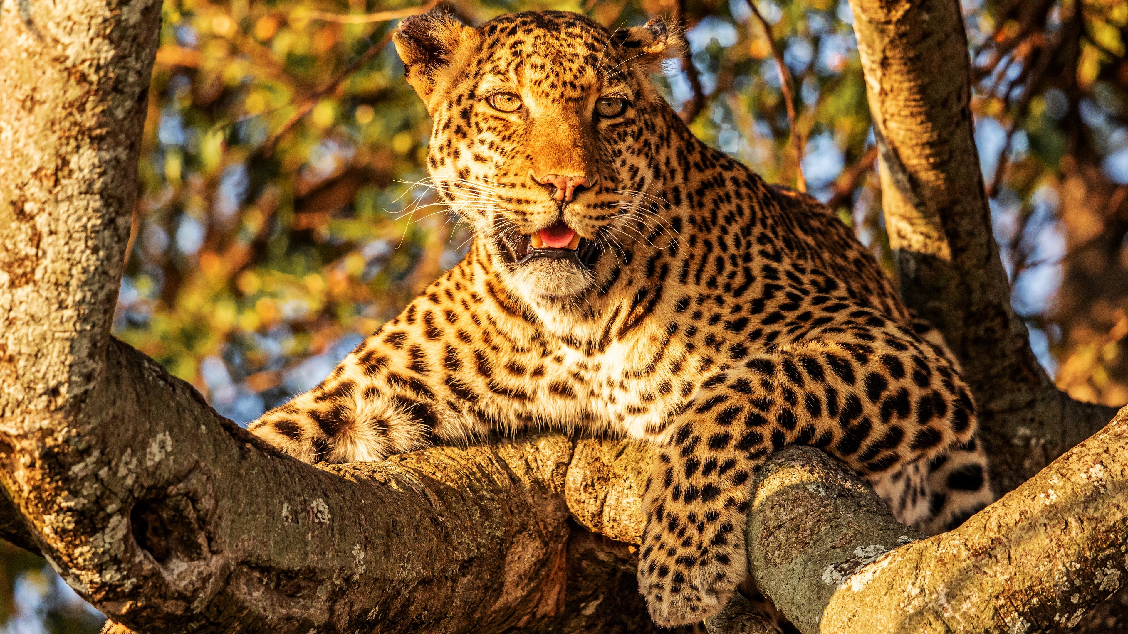 Leopard, 4K ultra wallpaper, Animal, 3840x2160 4K Desktop