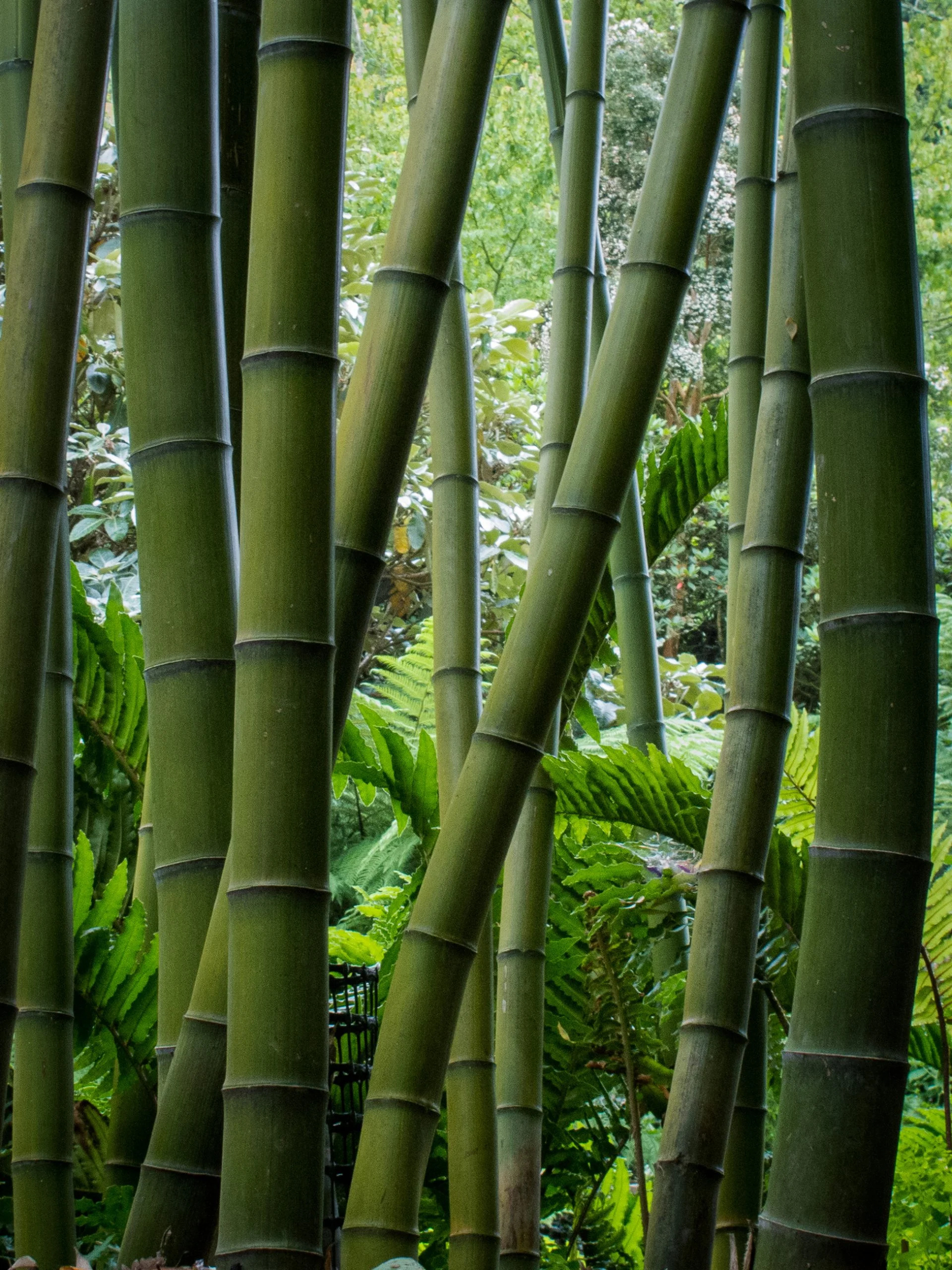 Bamboo plants for sale, UK's palm center, Green plants, Landscaping option, 1920x2560 HD Phone