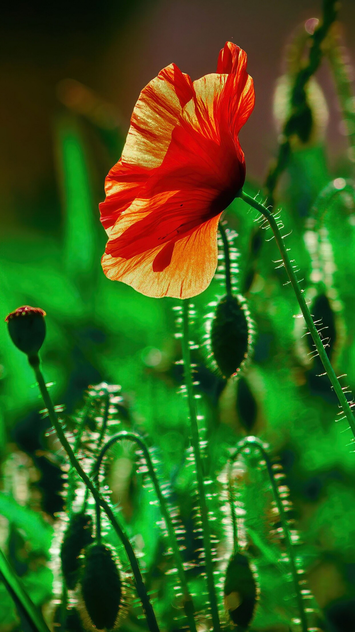 Poppy Flower: Since most poppies reseed, they are great for a naturalized area or a pollinator garden as bees love them, too. 1250x2210 HD Wallpaper.