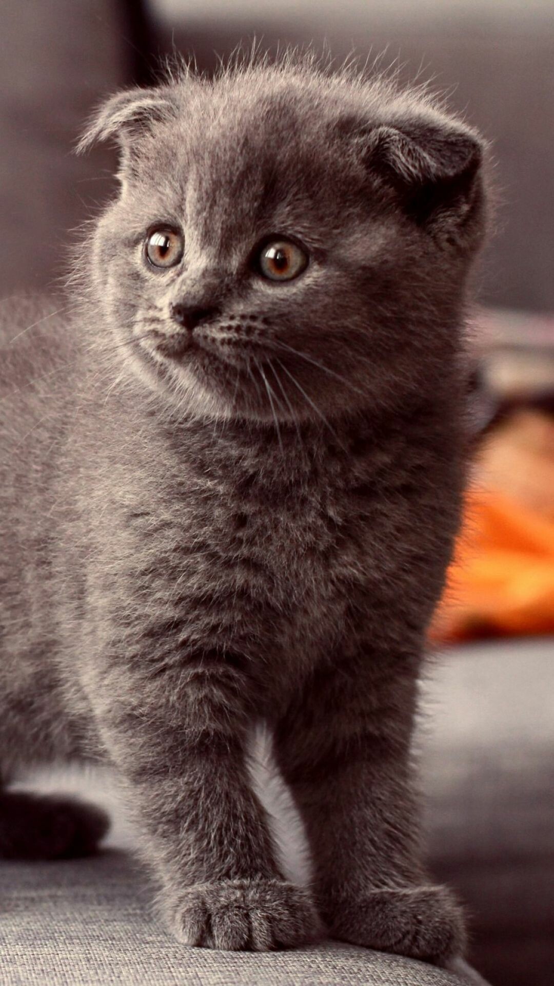 Scottish Fold: A medium-sized compact cat, generally weighing 6-13 pounds. 1080x1920 Full HD Wallpaper.