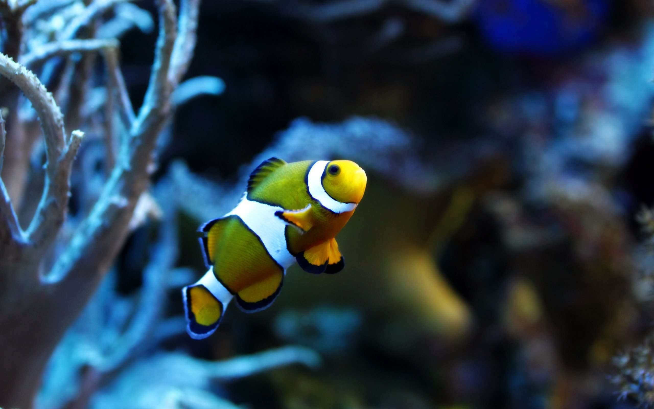 Fish laptop wallpapers, HD backgrounds, Colorful marine life, Underwater wonders, 2560x1600 HD Desktop