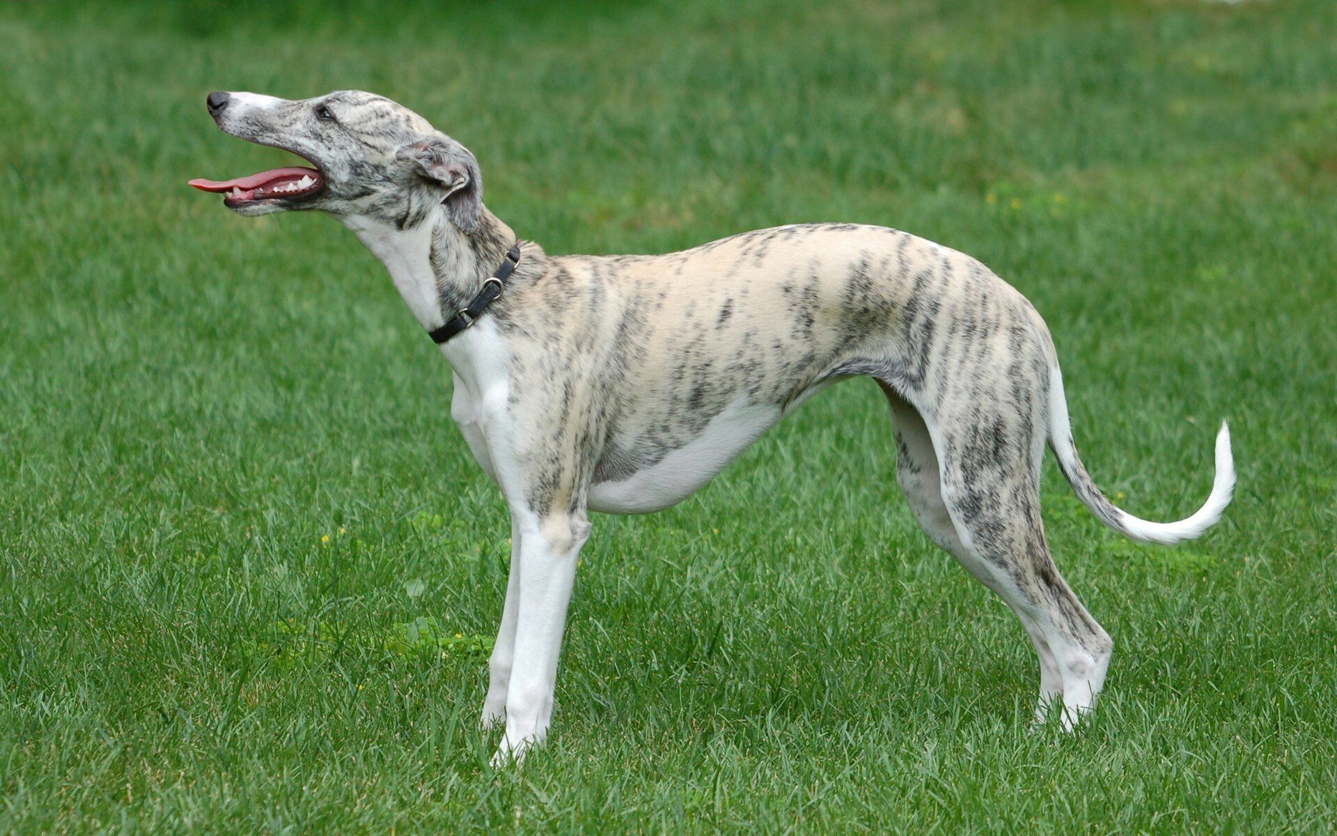 Whippet Dog: The most popular of the greyhound-like breeds. 1920x1200 HD Background.