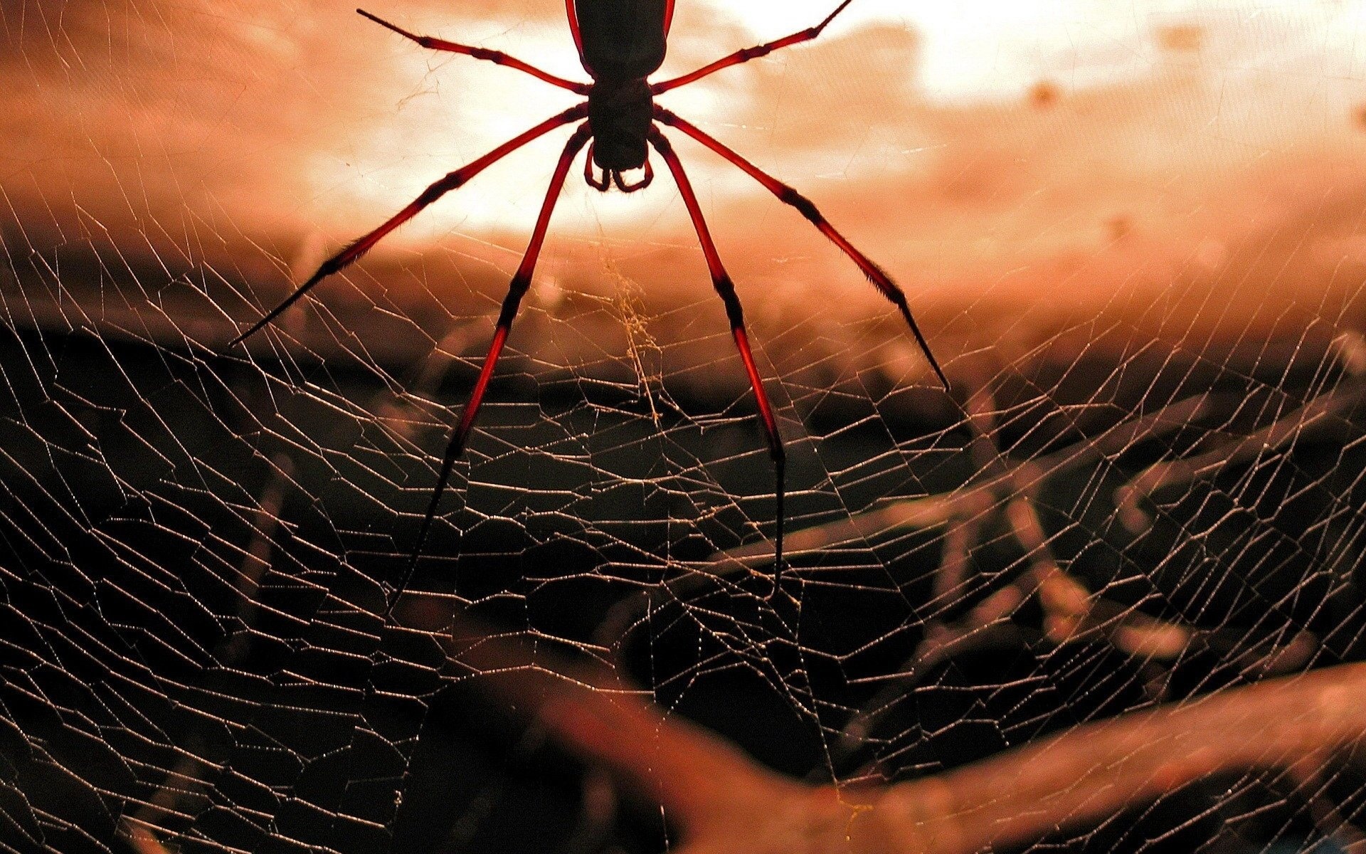 Spider wallpapers HD, Desktop backgrounds, Arachnid close-ups, Nature's art, 1920x1200 HD Desktop