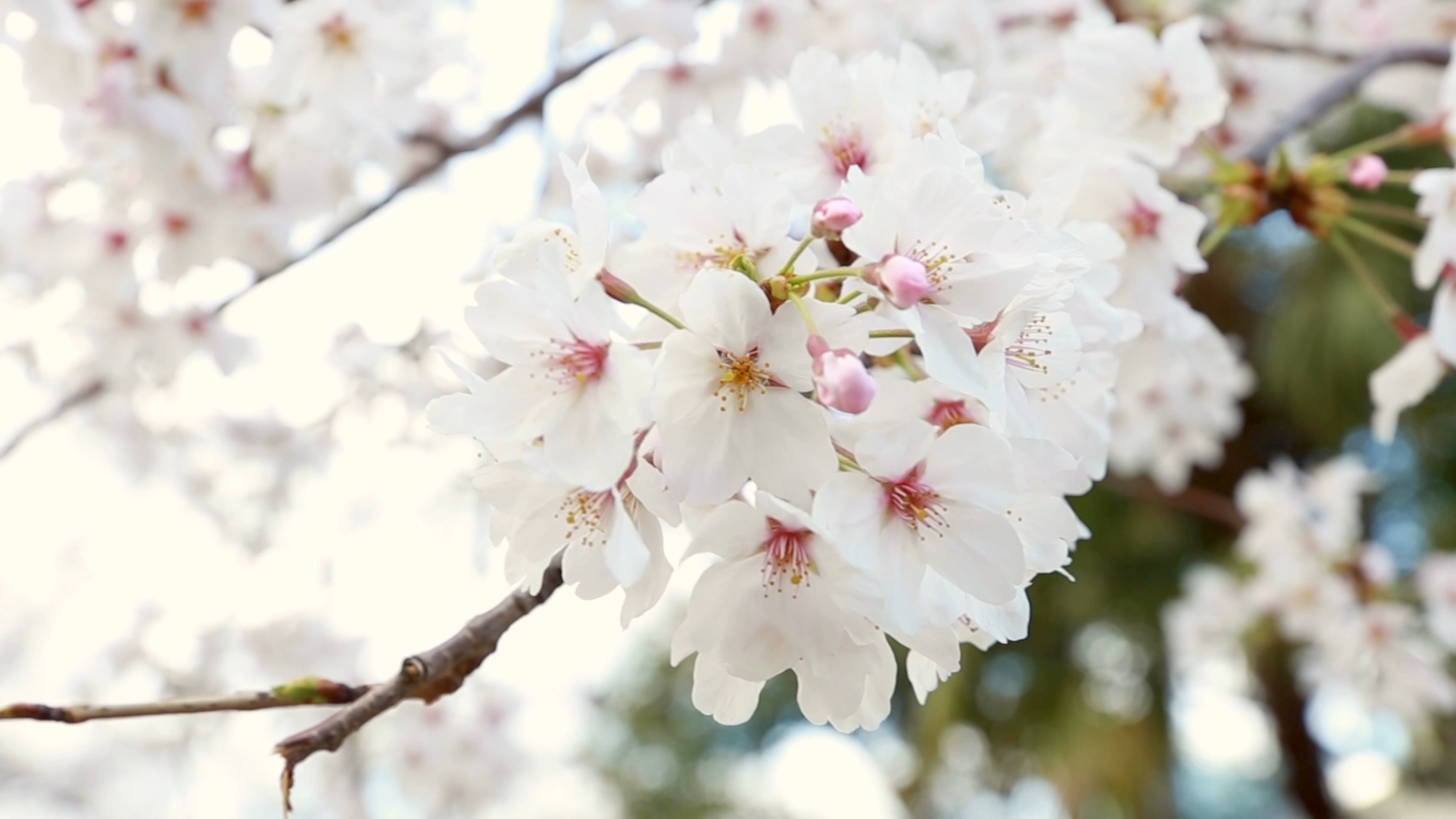 Cherry Tree, Flowering cherry tree, Free stock video, Nature, 3840x2160 4K Desktop