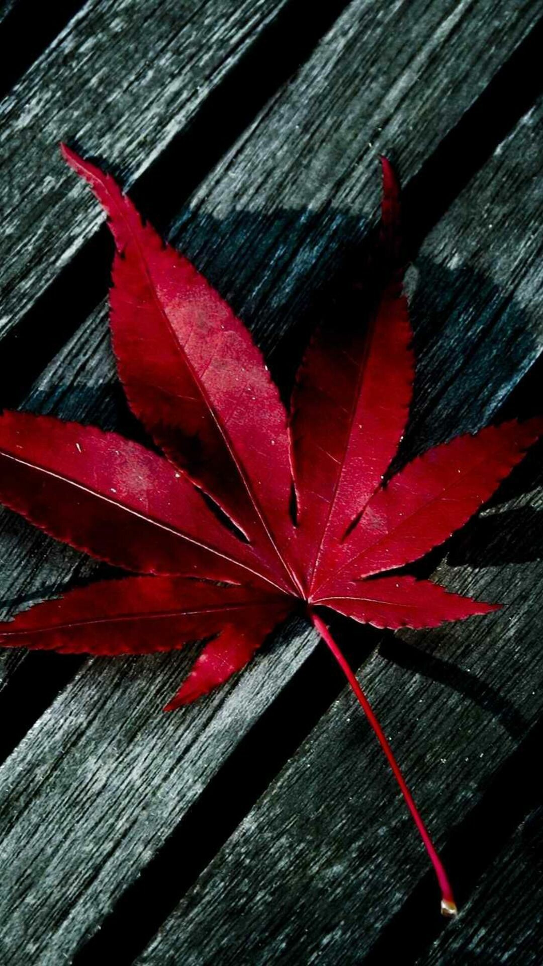 Leaves: Lamina, Red autumn leaf, Chlorophyll breakdown. 1080x1920 Full HD Background.