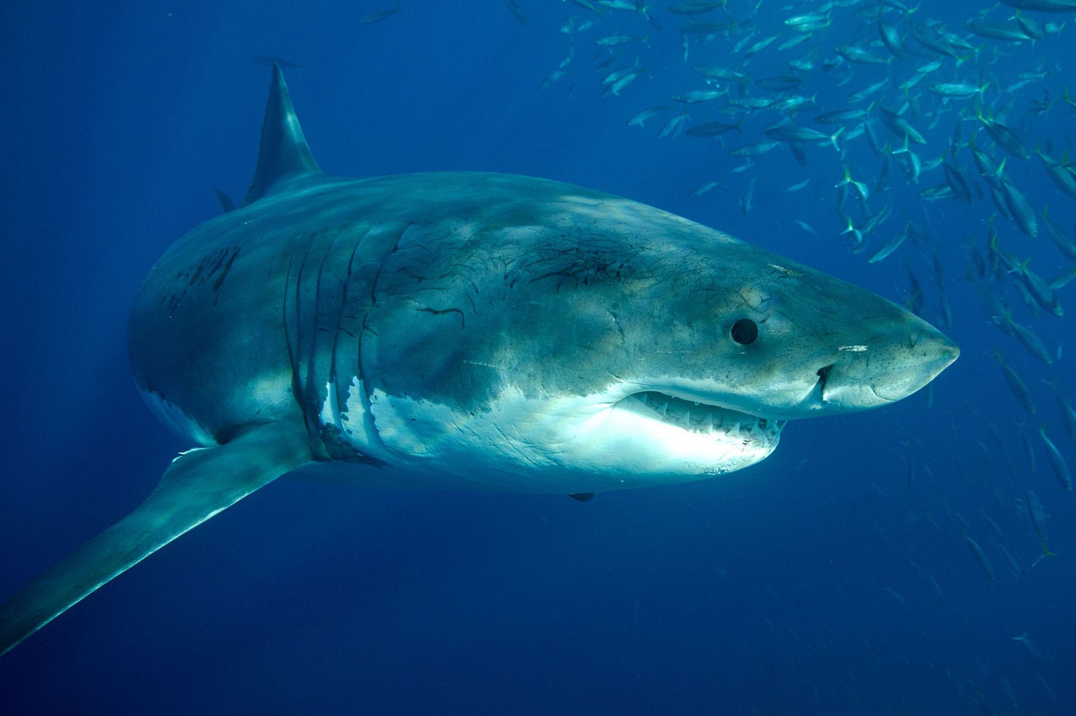 Great White Shark: The only known surviving species of its genus Carcharodon, Dangerous jaws. 2200x1470 HD Background.