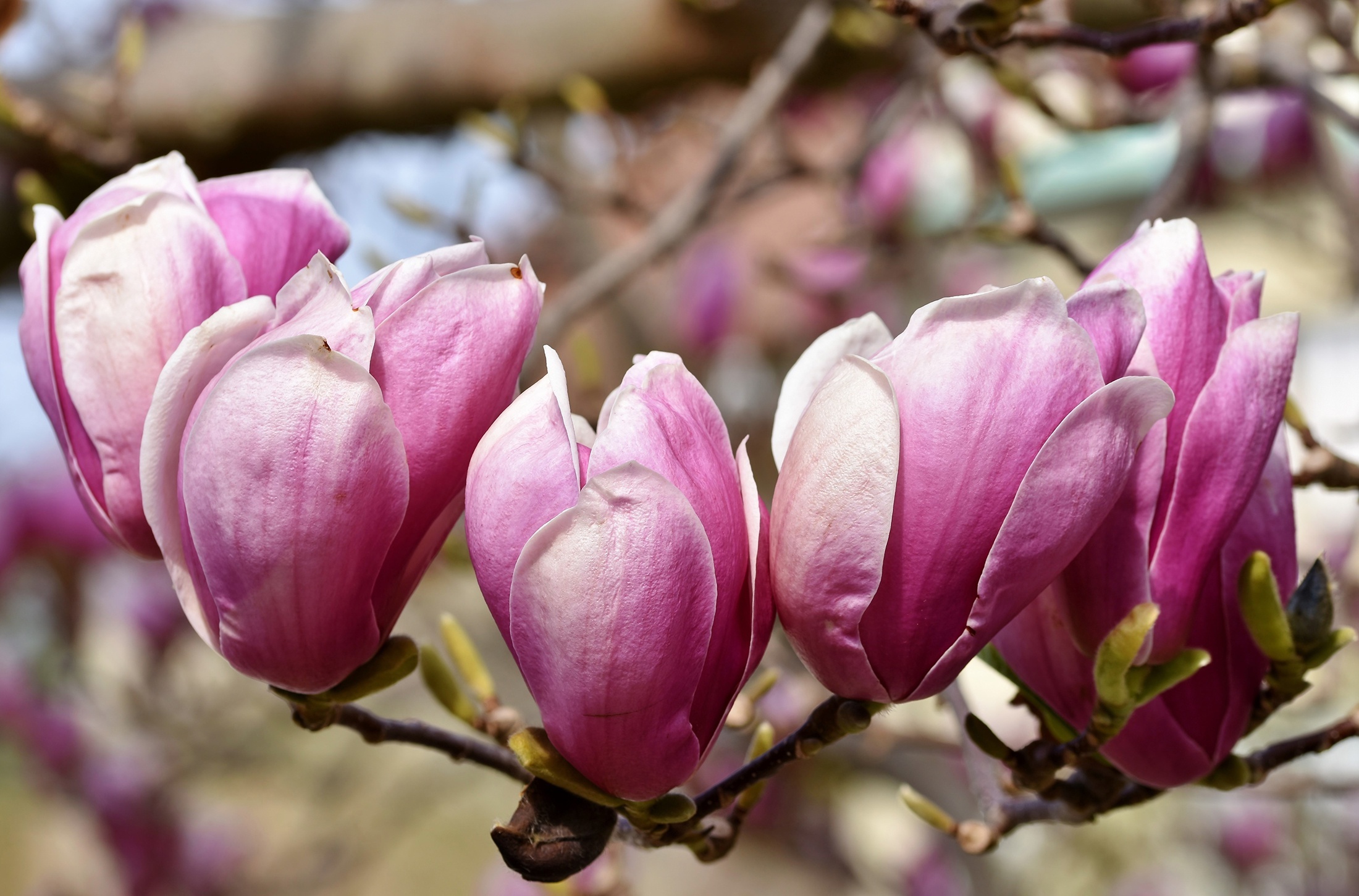 Magnolia Tree, HD background, Magnificent blooms, Captivating image, 2200x1460 HD Desktop
