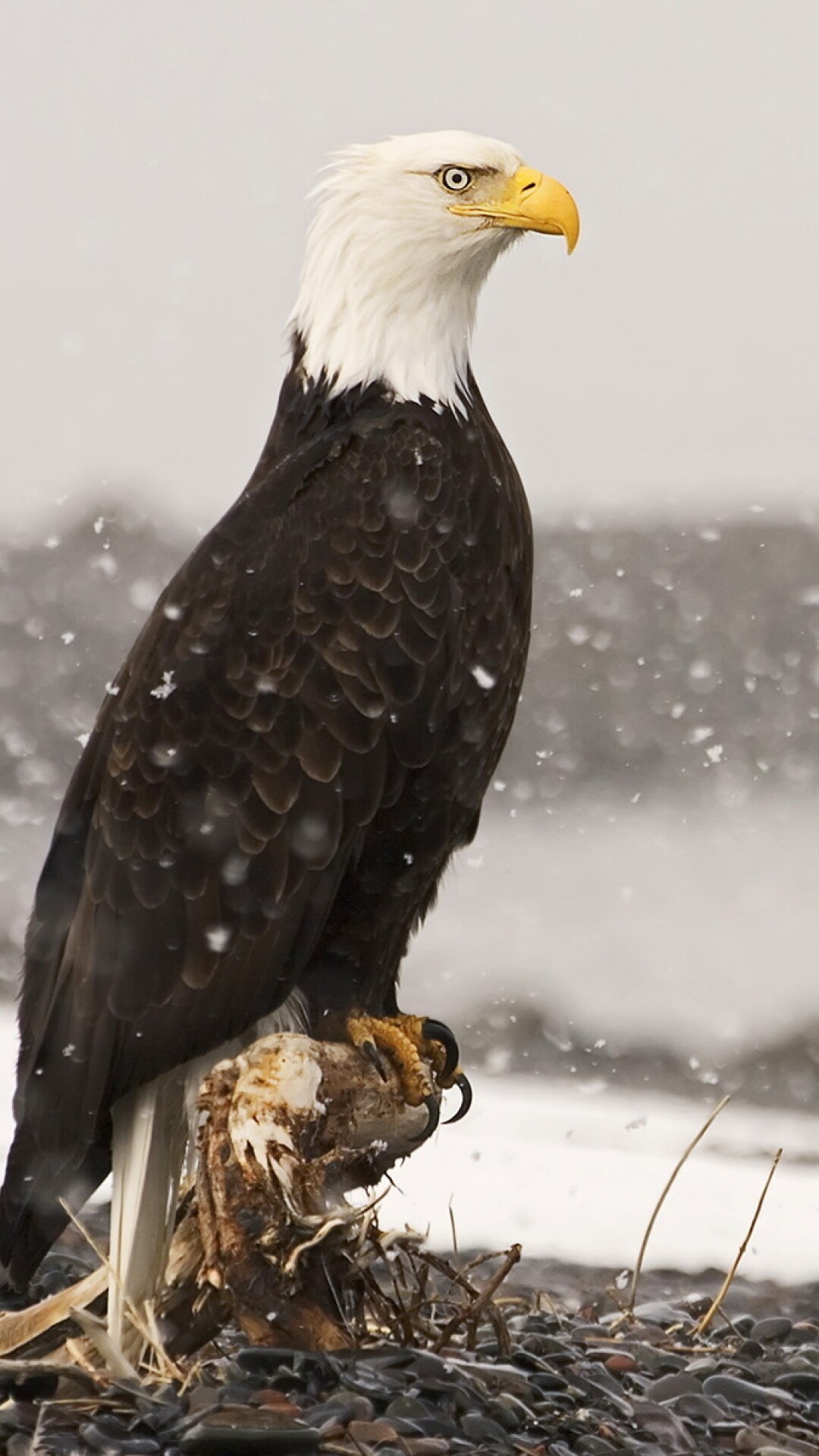 Eagle: They have sharp talons on their feet, and large curved beaks, Bird of prey. 1080x1920 Full HD Background.