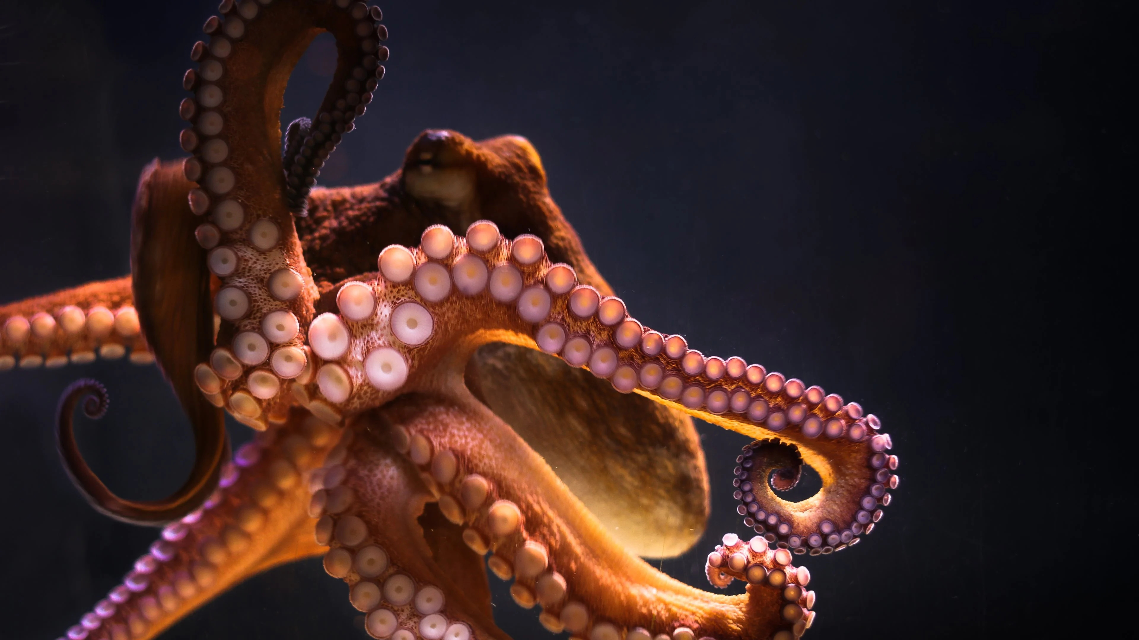 Underwater beauty, Intelligent cephalopod, Majestic octopus, Sea creature, 3840x2160 4K Desktop