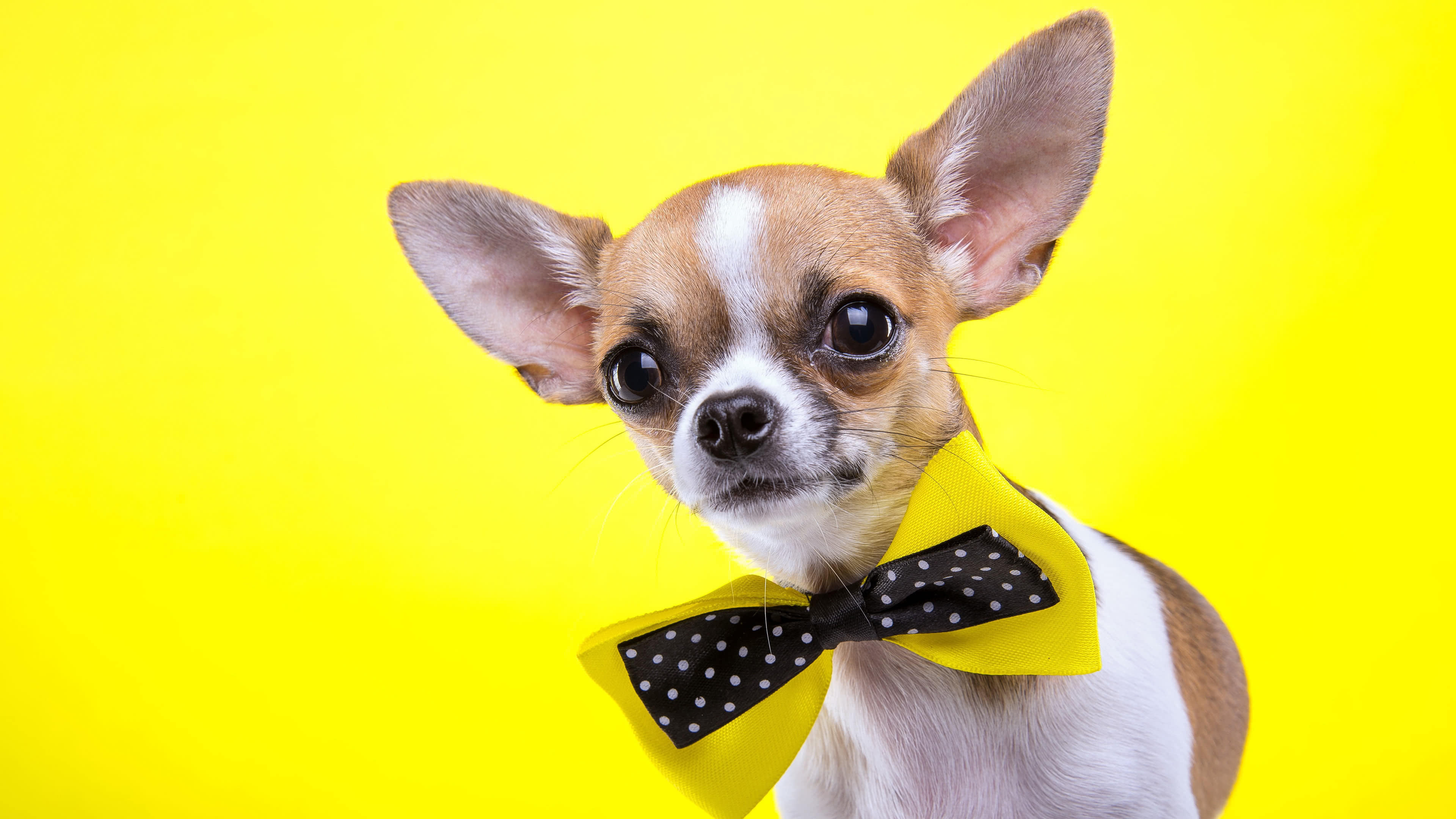 Chihuahua with a bow tie, Classic and stylish, Unique wallpaper, Adorable pet, 3840x2160 4K Desktop