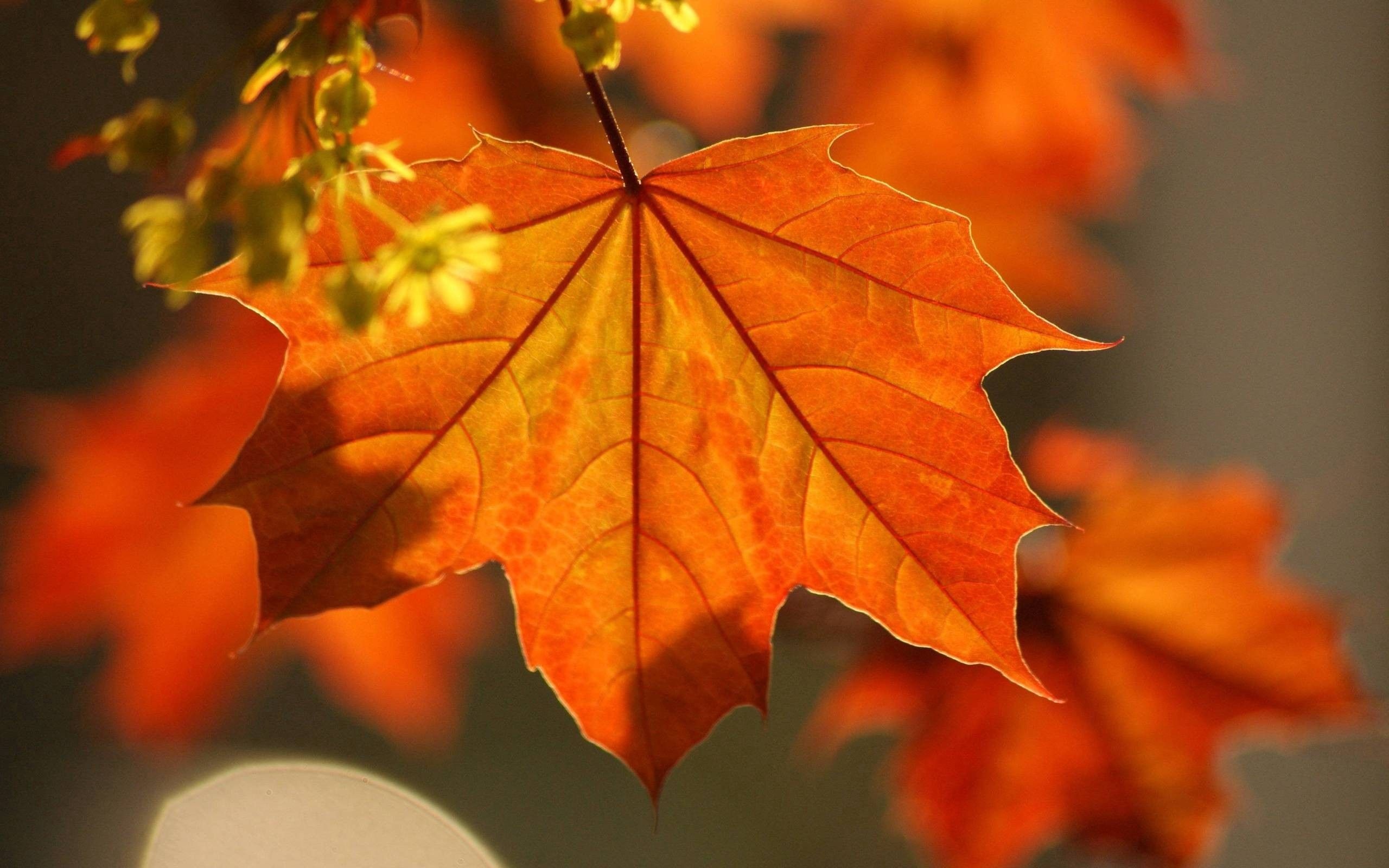 Mobile wallpaper, Nature's beauty, Autumn scene, Free download, 2560x1600 HD Desktop