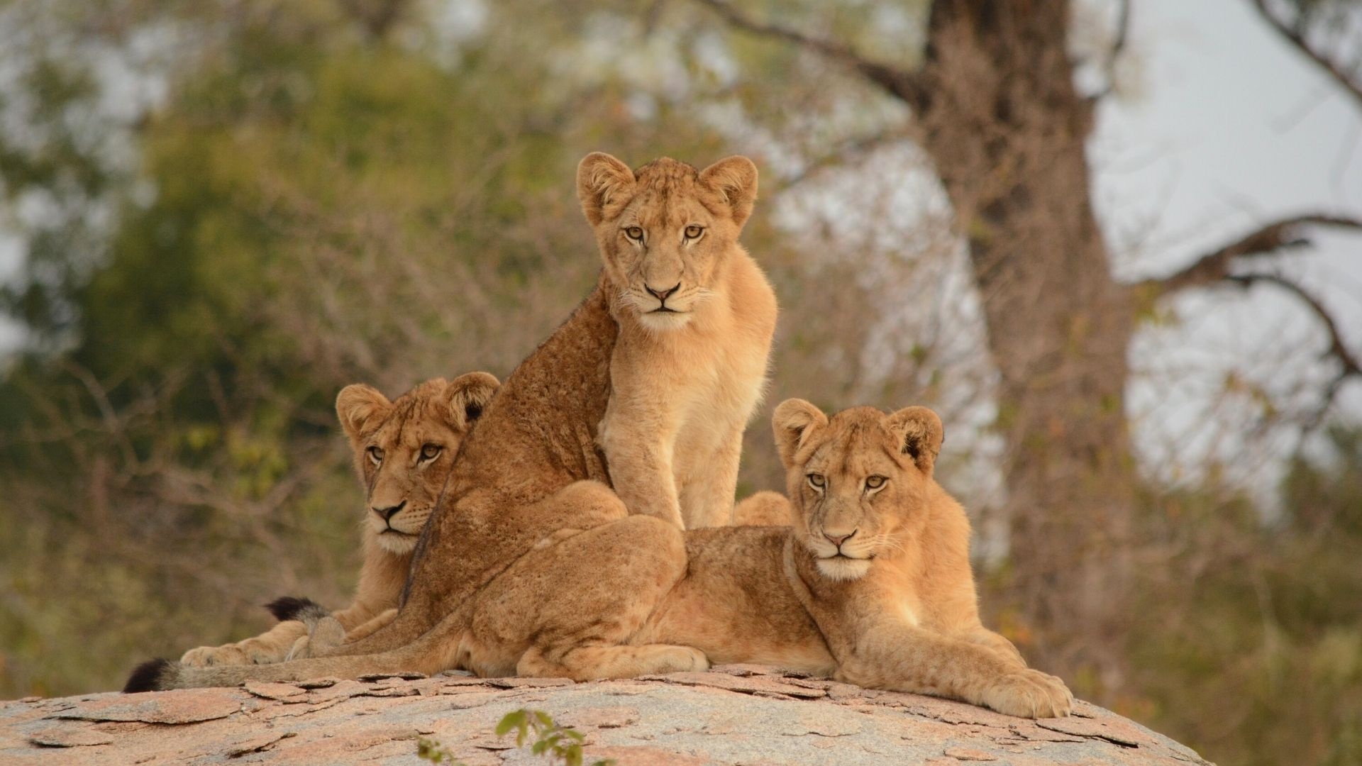 I Love South Africa, Kruger National Park, African safari dreams, Wildlife wonders, 1920x1080 Full HD Desktop
