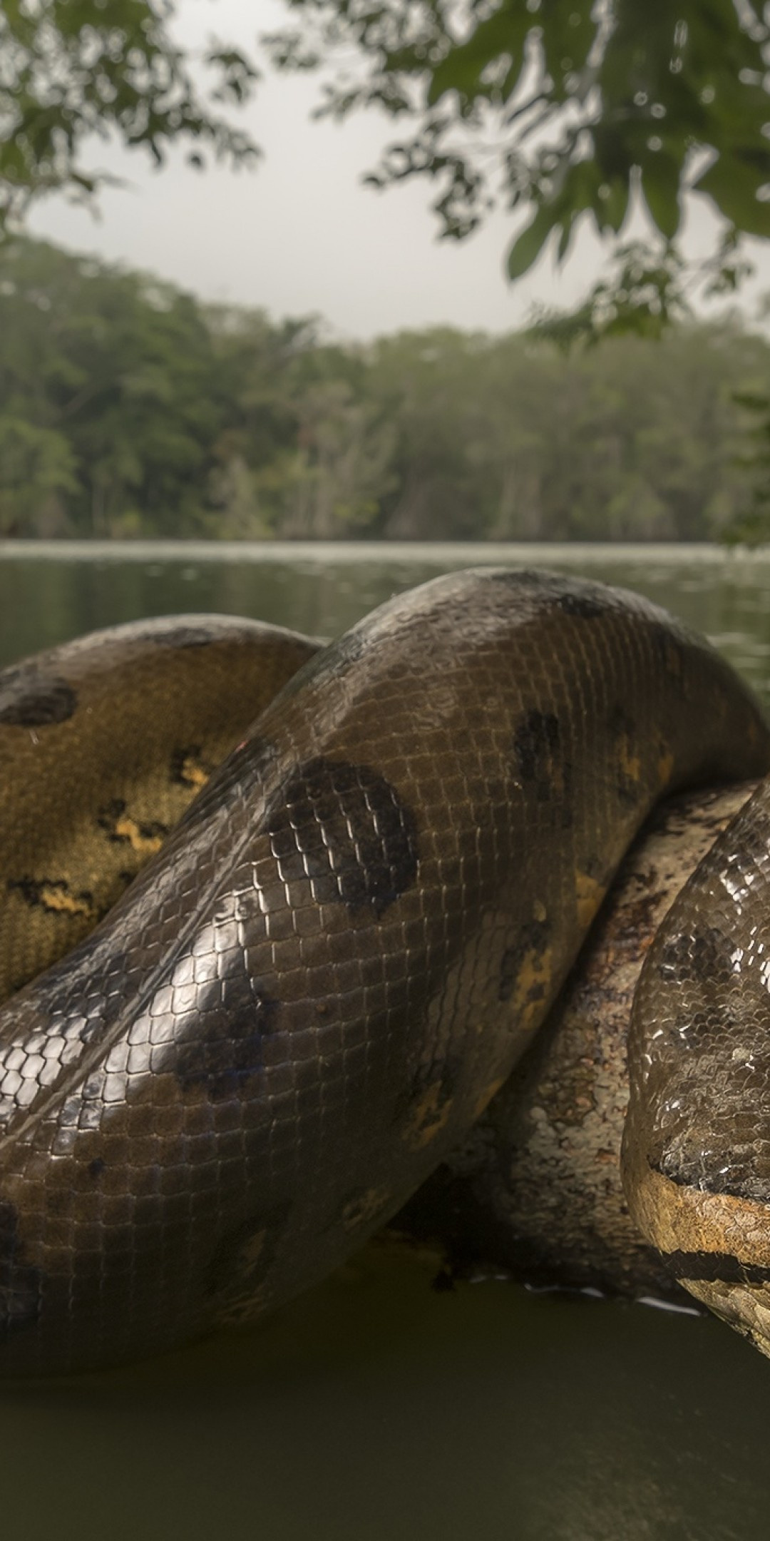 Anaconda, Wild snake lake, Reptiles wallpapers, Huawei Mate 10, 1080x2160 HD Phone