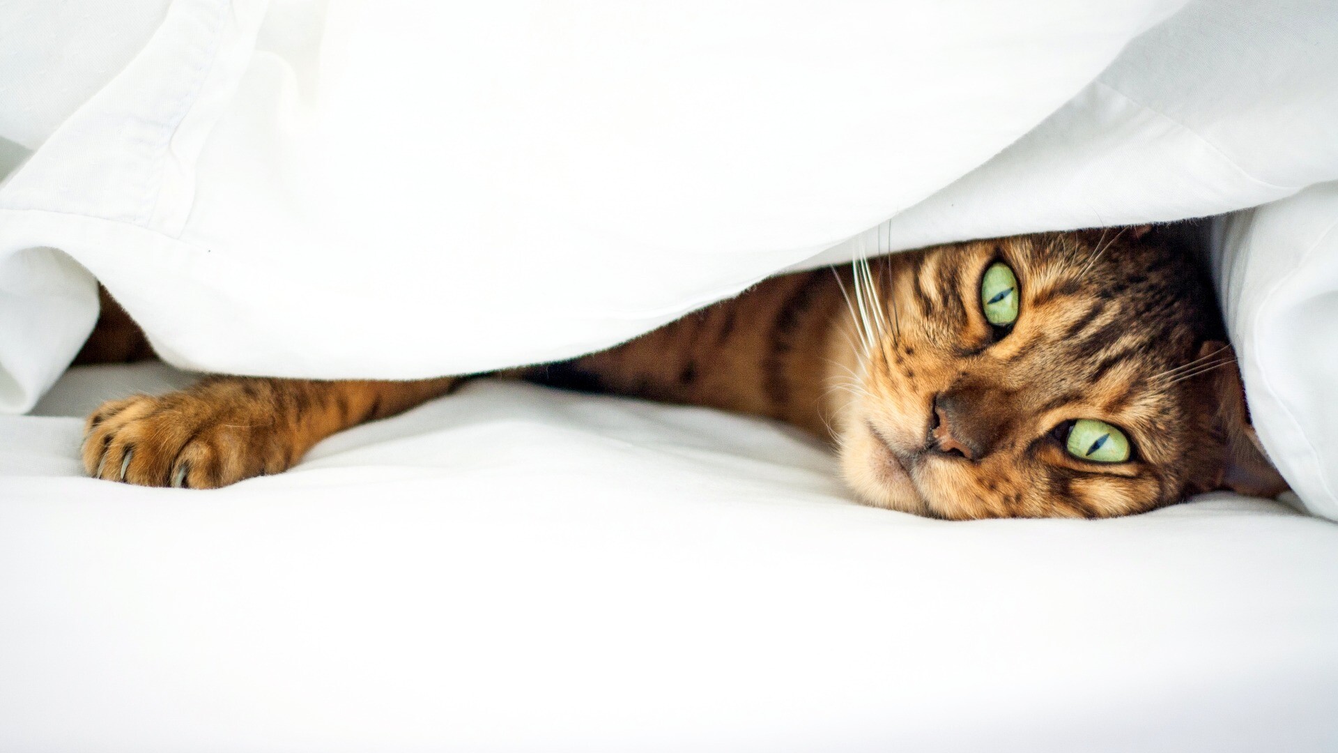Bengal Cat: Bengals are generally confident and devoted companions. 1920x1080 Full HD Background.
