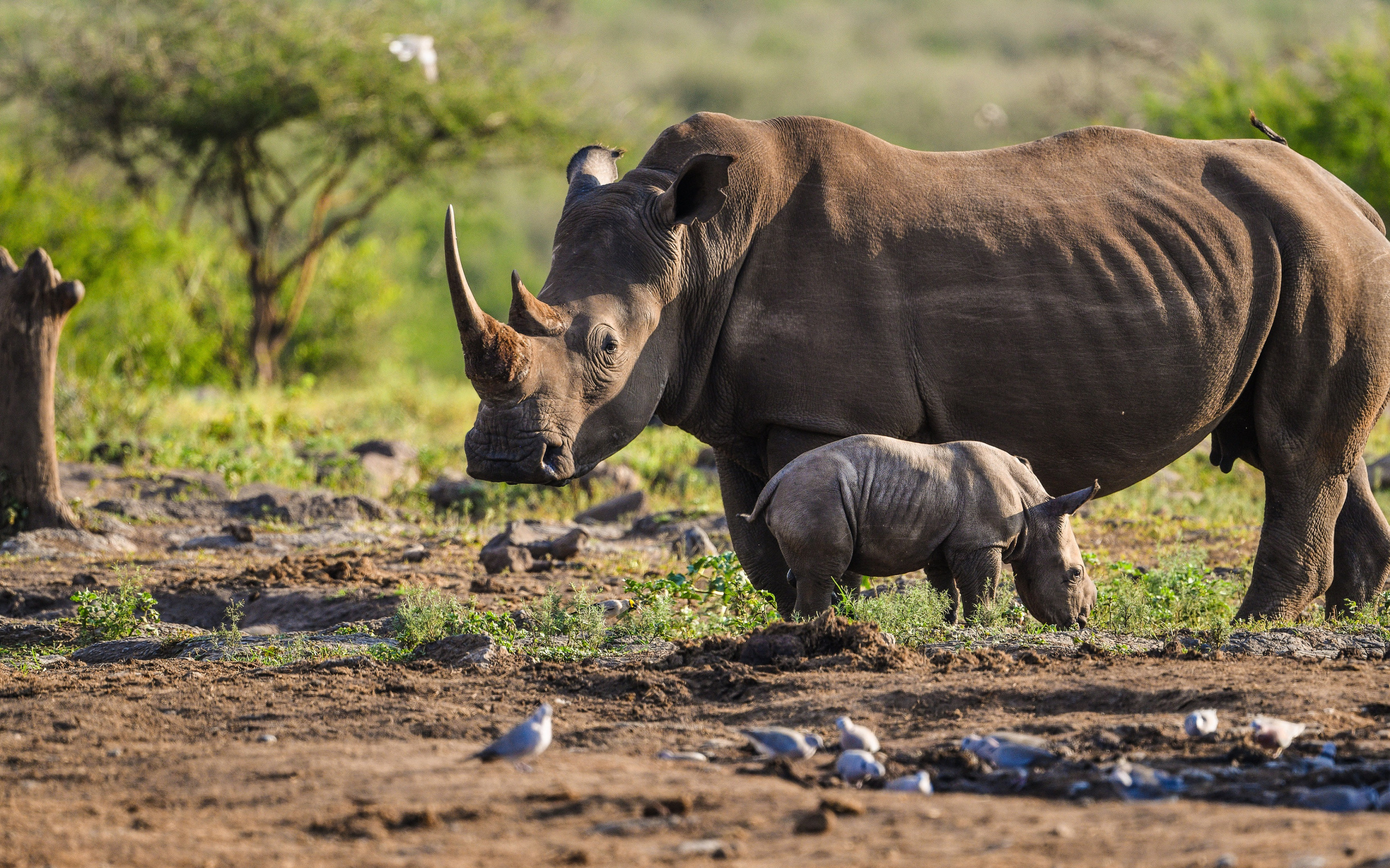 Mother rhino and baby, Wildlife scene wallpapers, Morning wildlife moment, Rhino bonding, 2880x1800 HD Desktop