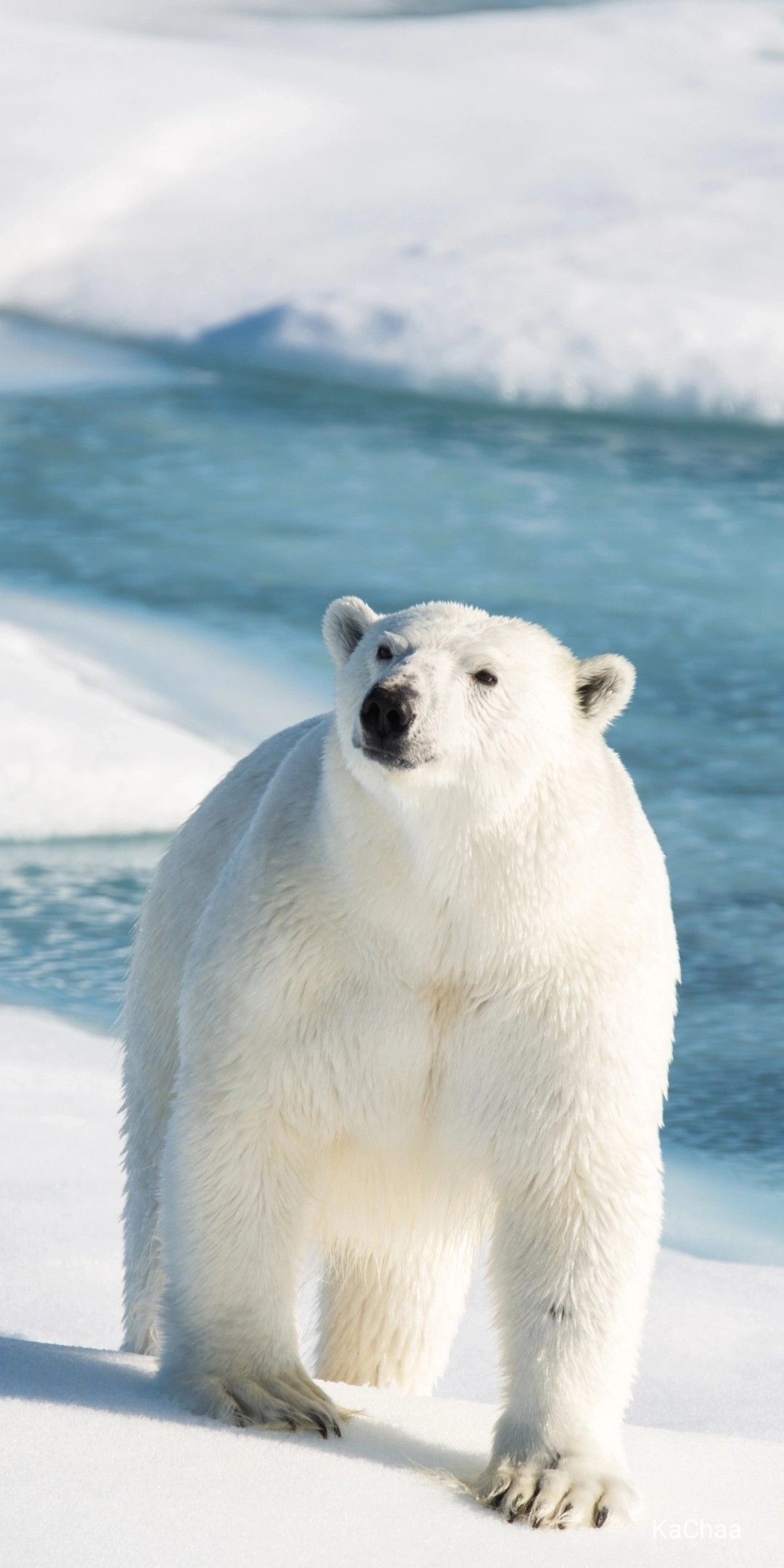 Beaufort Sea, Travels, Polar bear, Wallpaper, 1080x2160 HD Phone