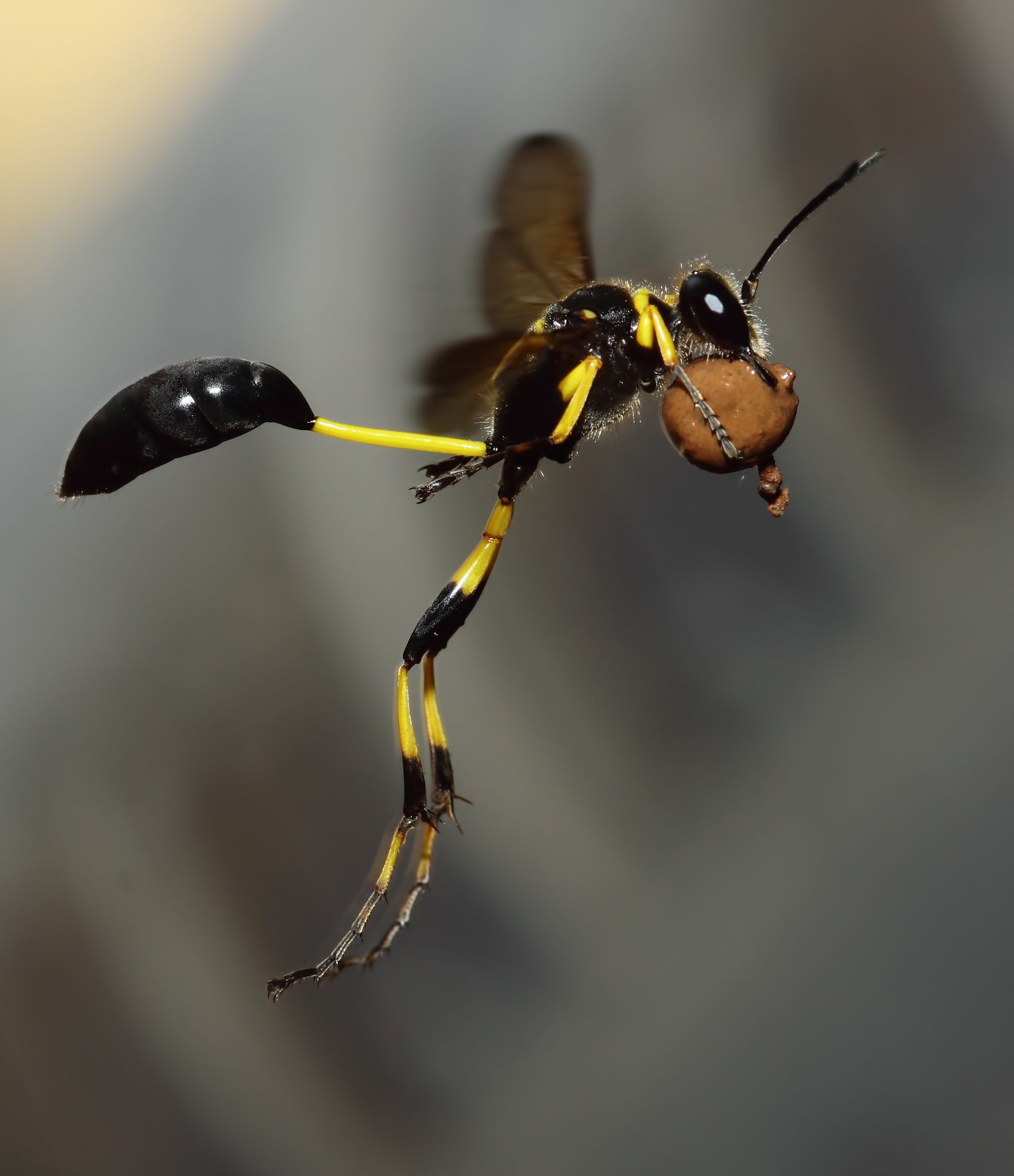 Wasp in flight, Weird insects, 1770x2050 HD Handy