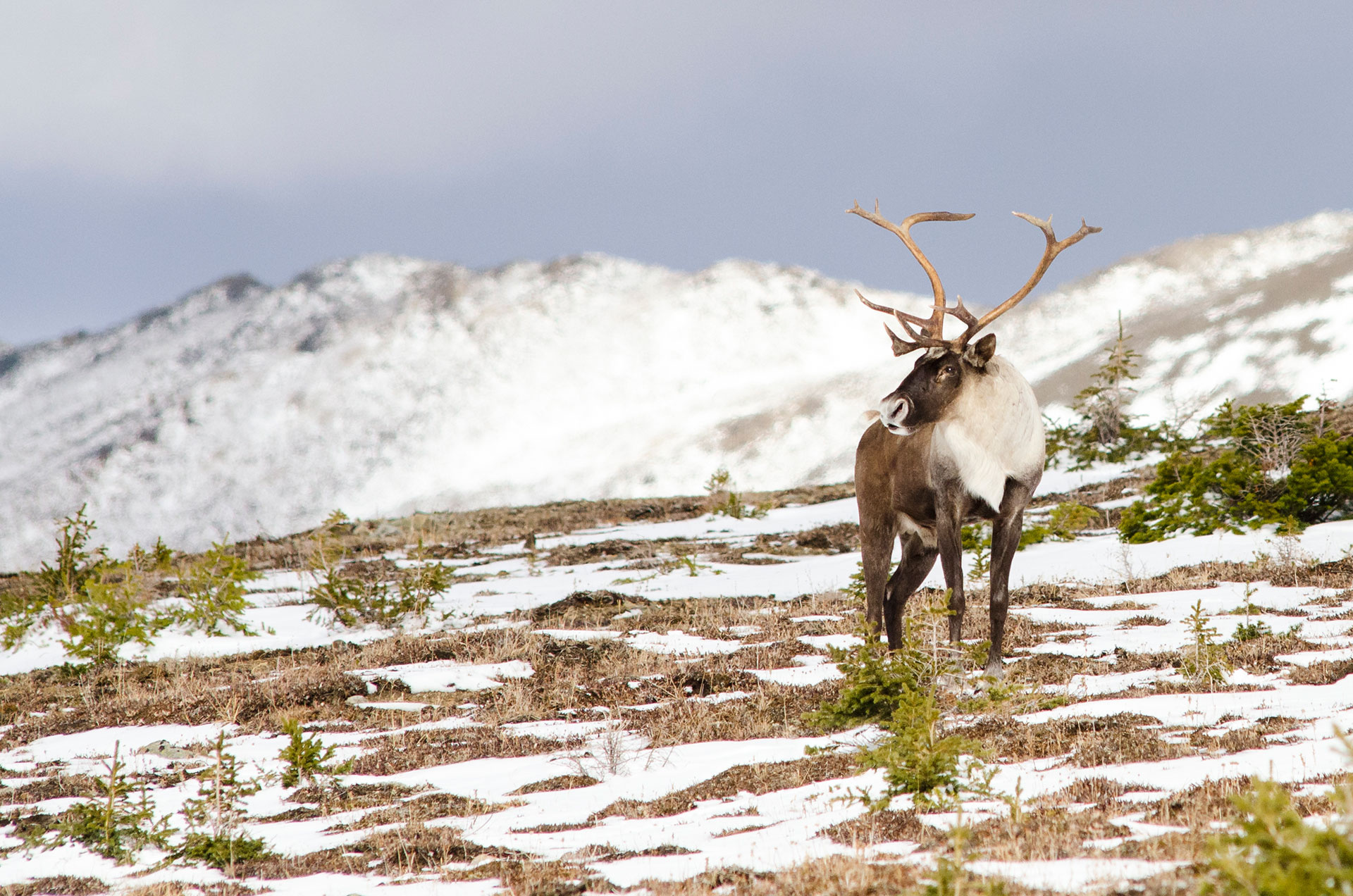 Southern mountain caribou, Conservation science, Conservation efforts, Wildlife protection, 1920x1280 HD Desktop