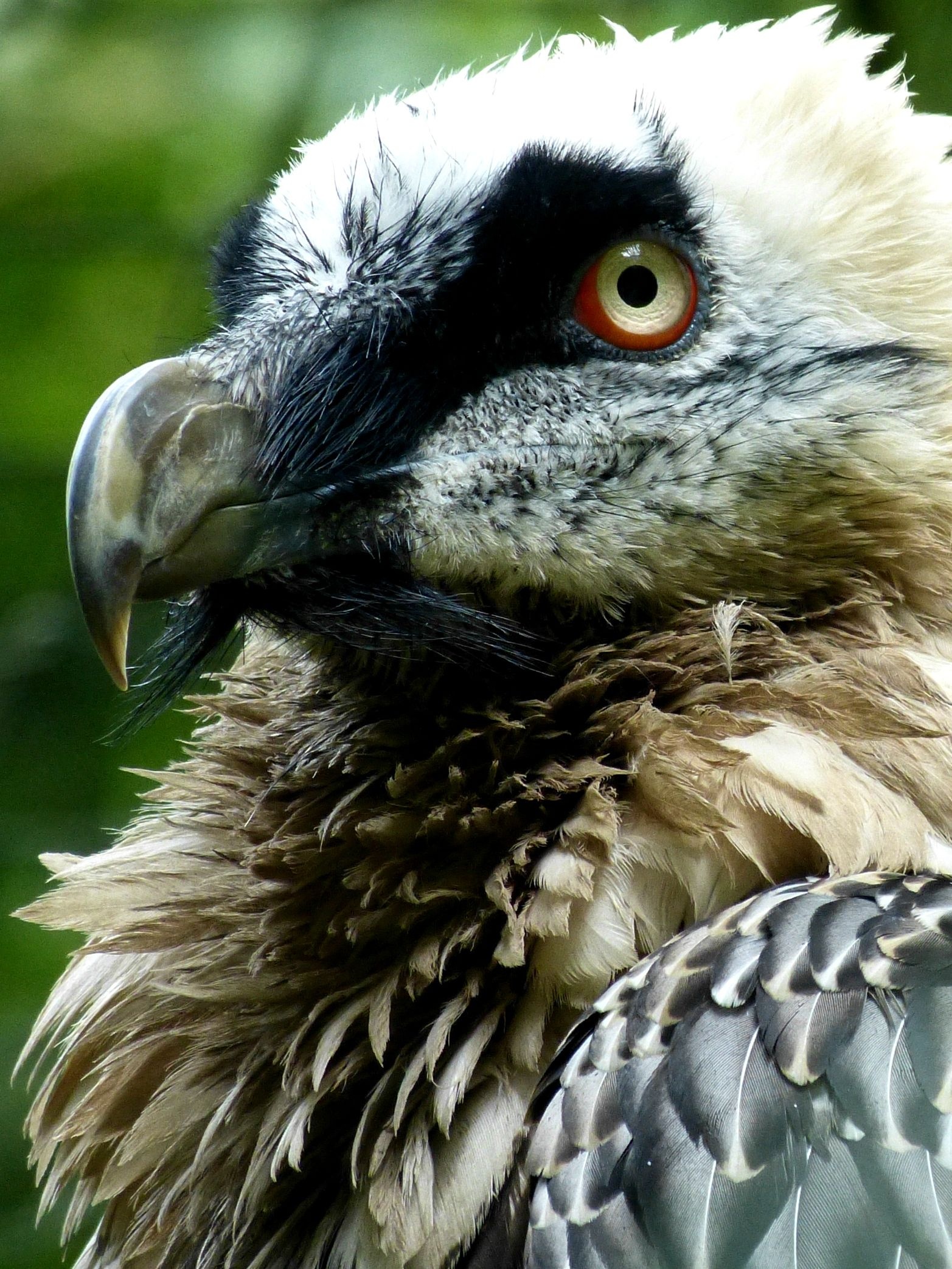 Bearded Vulture, Bird pictures, Bald eagle, Animal names, 1570x2090 HD Handy