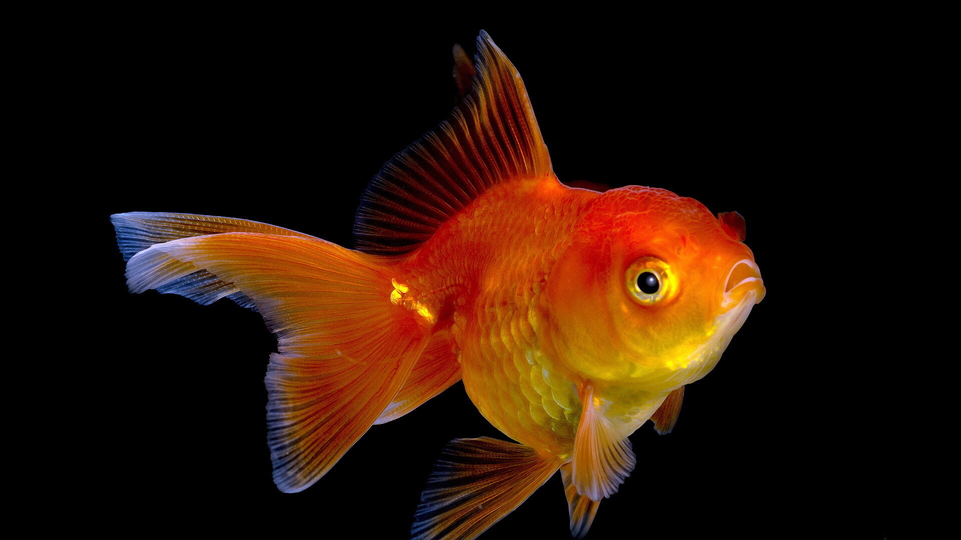 Gold Fish: Orange-colored Carassius auratus, Ray-finned fish, Aquarium animal. 1920x1080 Full HD Background.