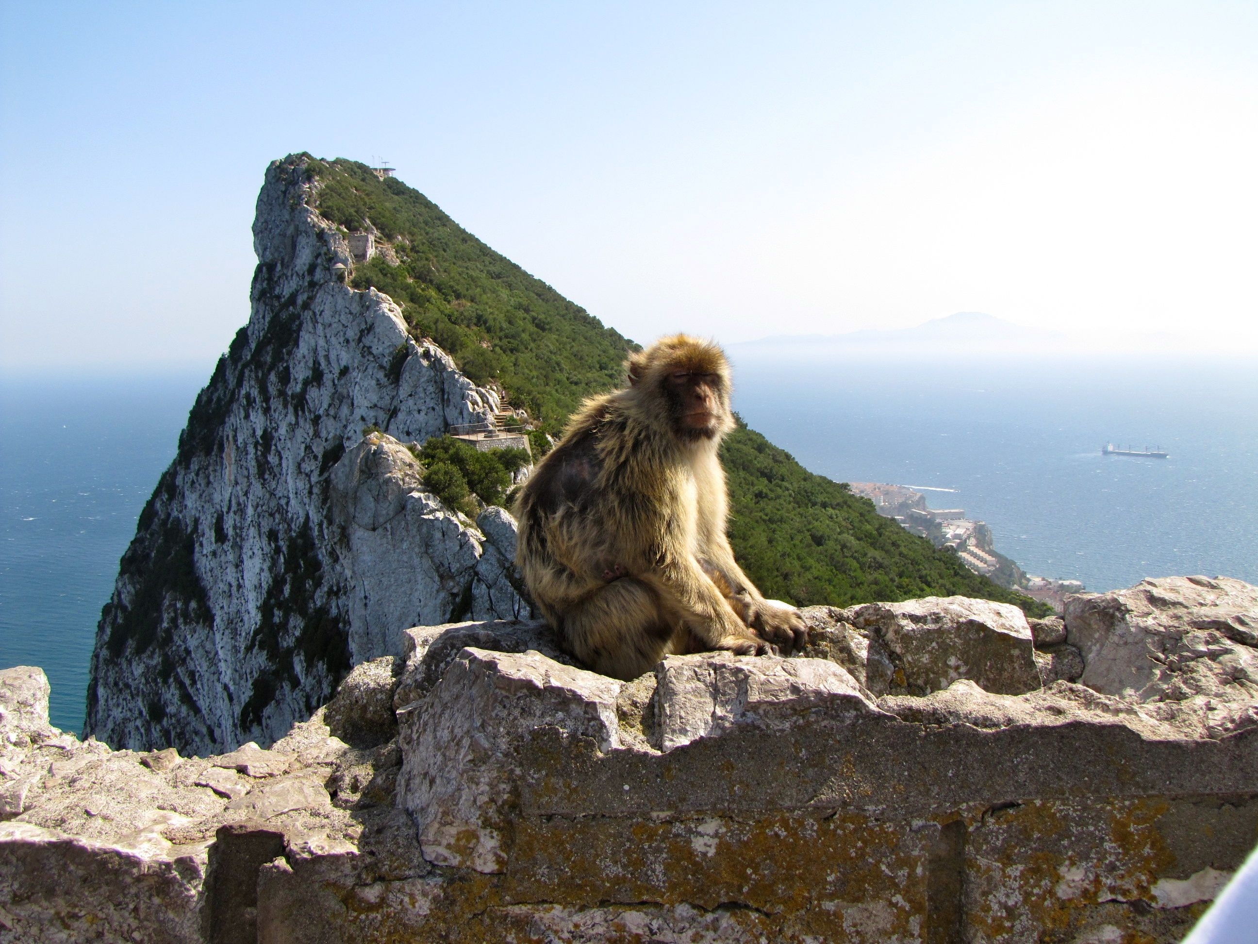 Скала обезьяна. Гибралтар Геракловы столпы. Скала Гибралтар. Геркулесовы столбы Гибралтар. Маготы Гибралтара.