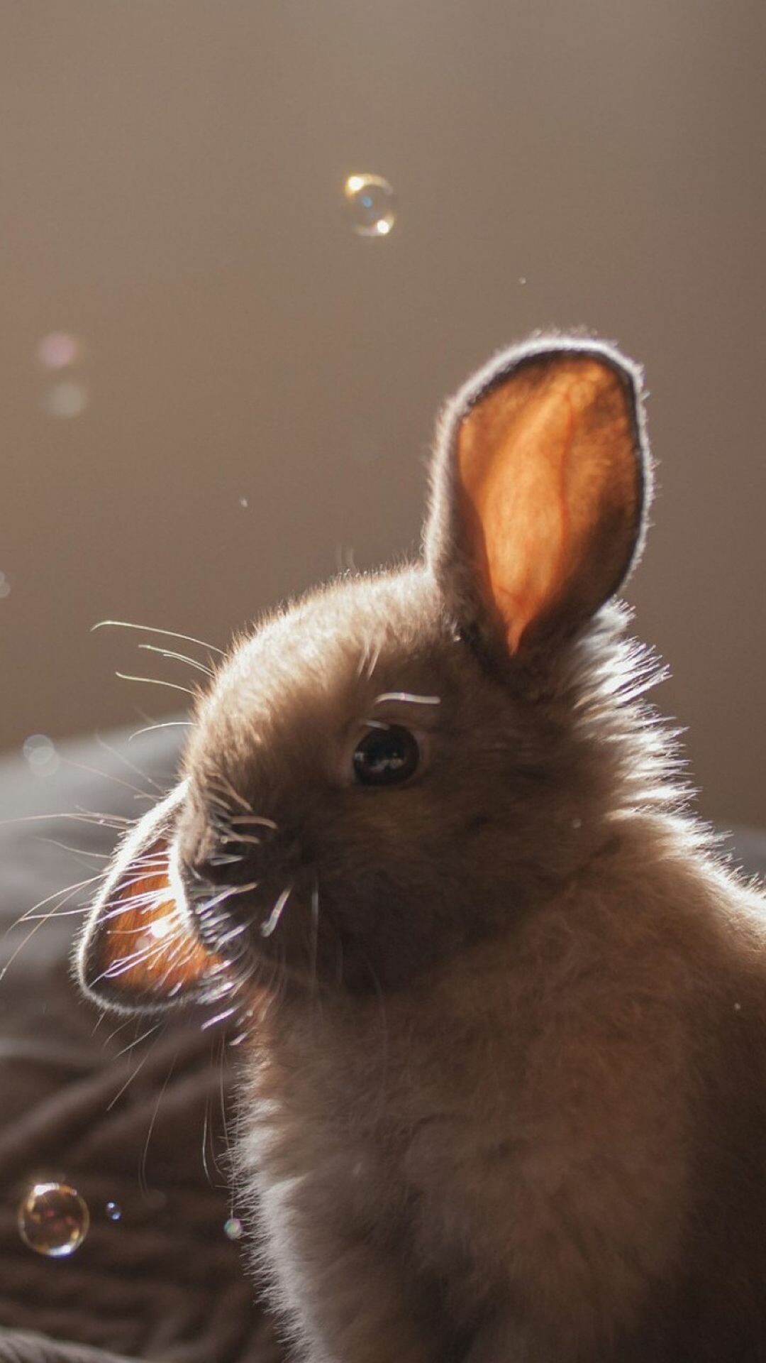 Rabbit: Cute bunnies, Small, furry mammals. 1080x1920 Full HD Wallpaper.