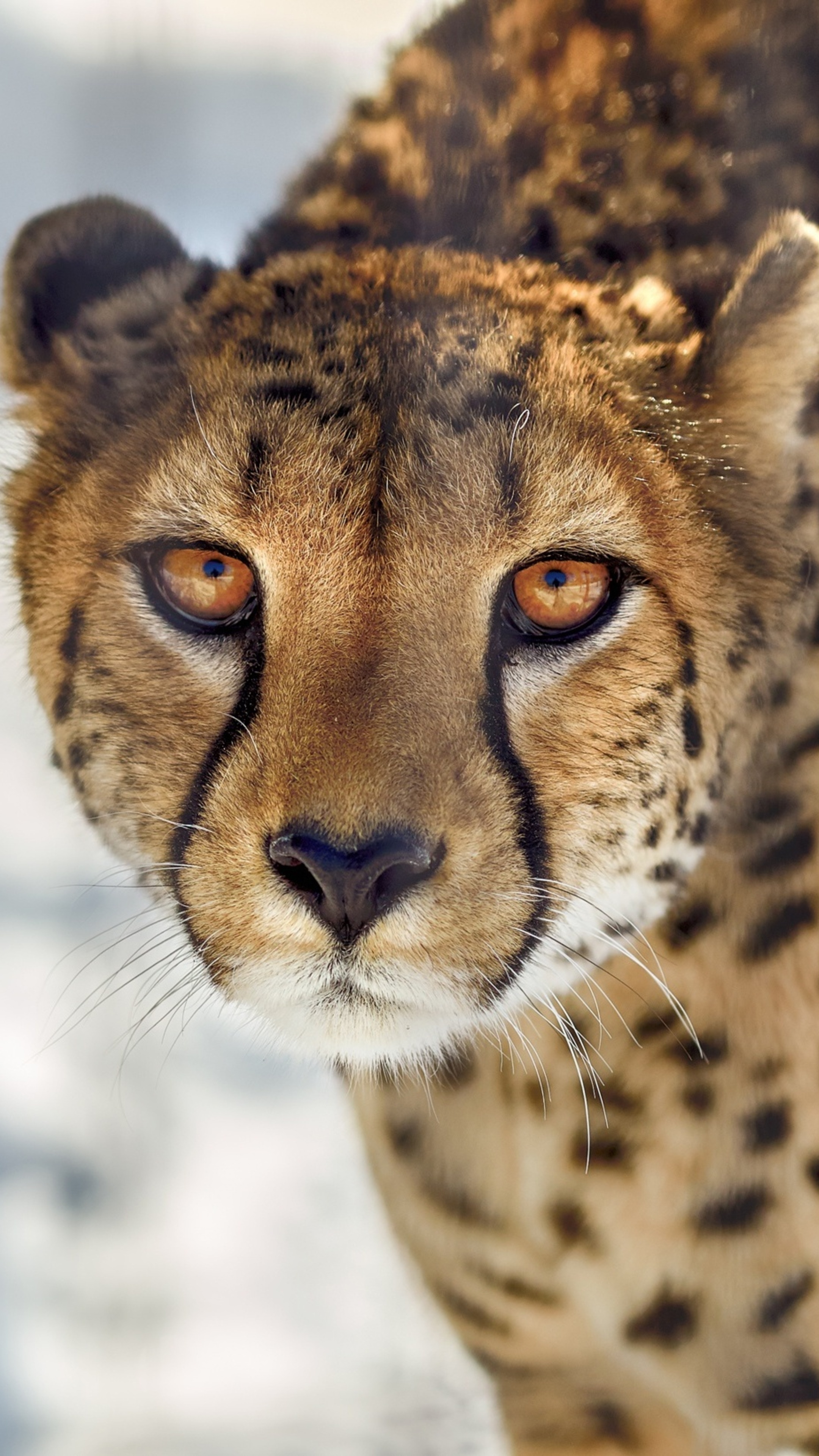 Close-up of cheetah, Sony Xperia XZ wallpaper, Intense and fierce, Detailed 4K image, 2160x3840 4K Phone