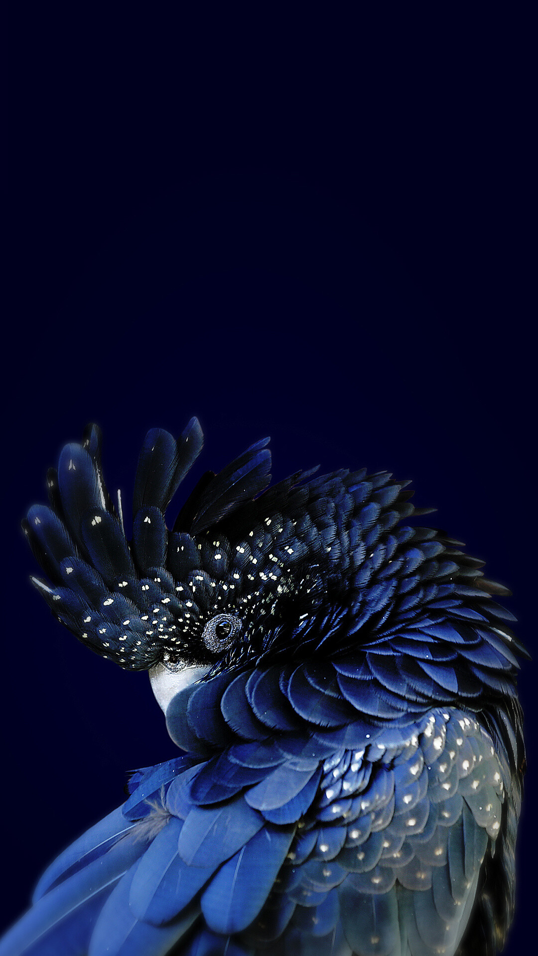 Parrot: Comprise three main lineages: Strigopoidea, Psittacoidea and Cacatuoidea. 1080x1920 Full HD Wallpaper.