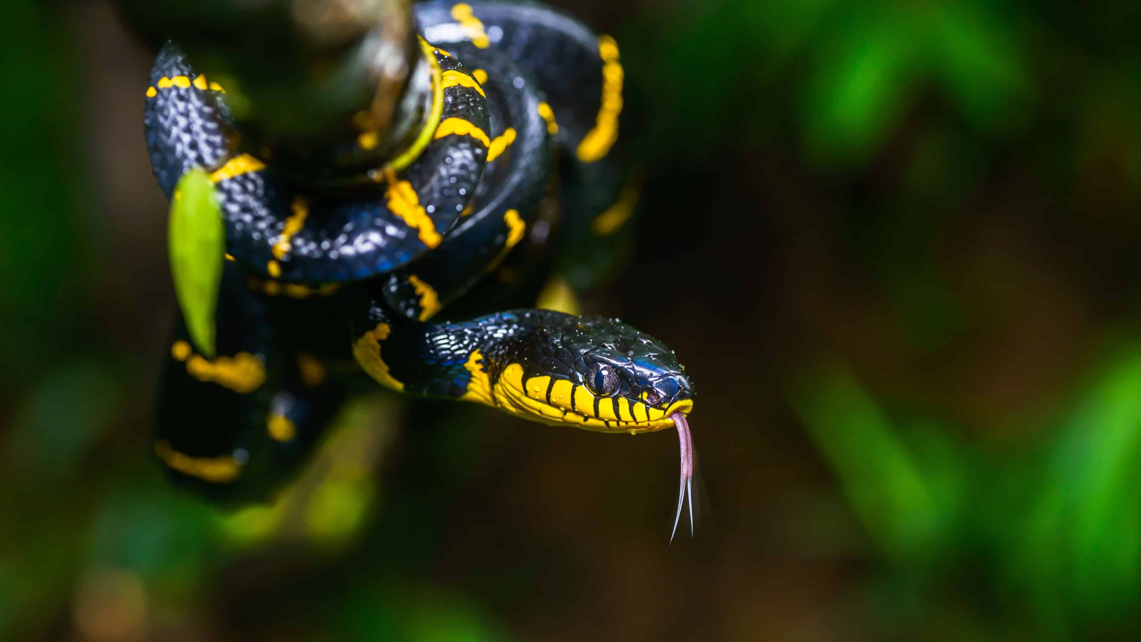 Snake: Mangrove snake has fangs in the back of its mouth, with the fangs curled backwards. 3840x2160 4K Wallpaper.