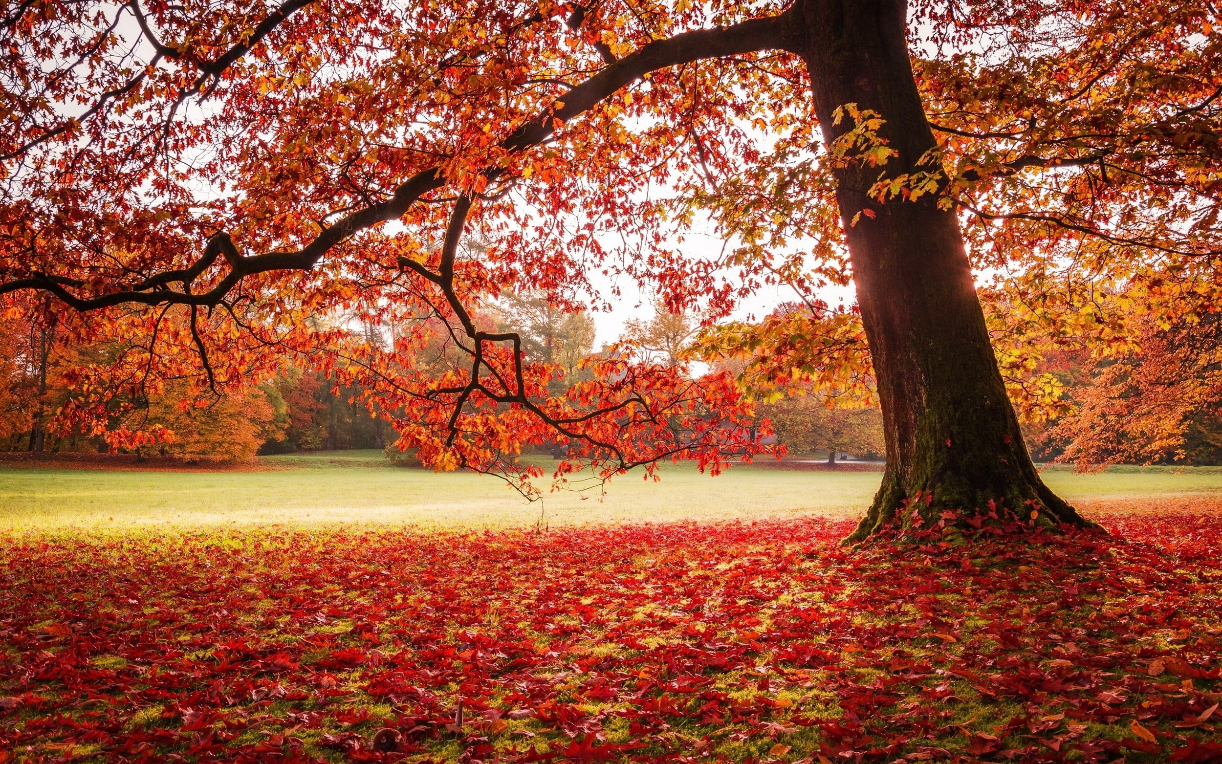 Maple tree nature landscape, Fall, HD wallpaper, Park, 2500x1570 HD Desktop