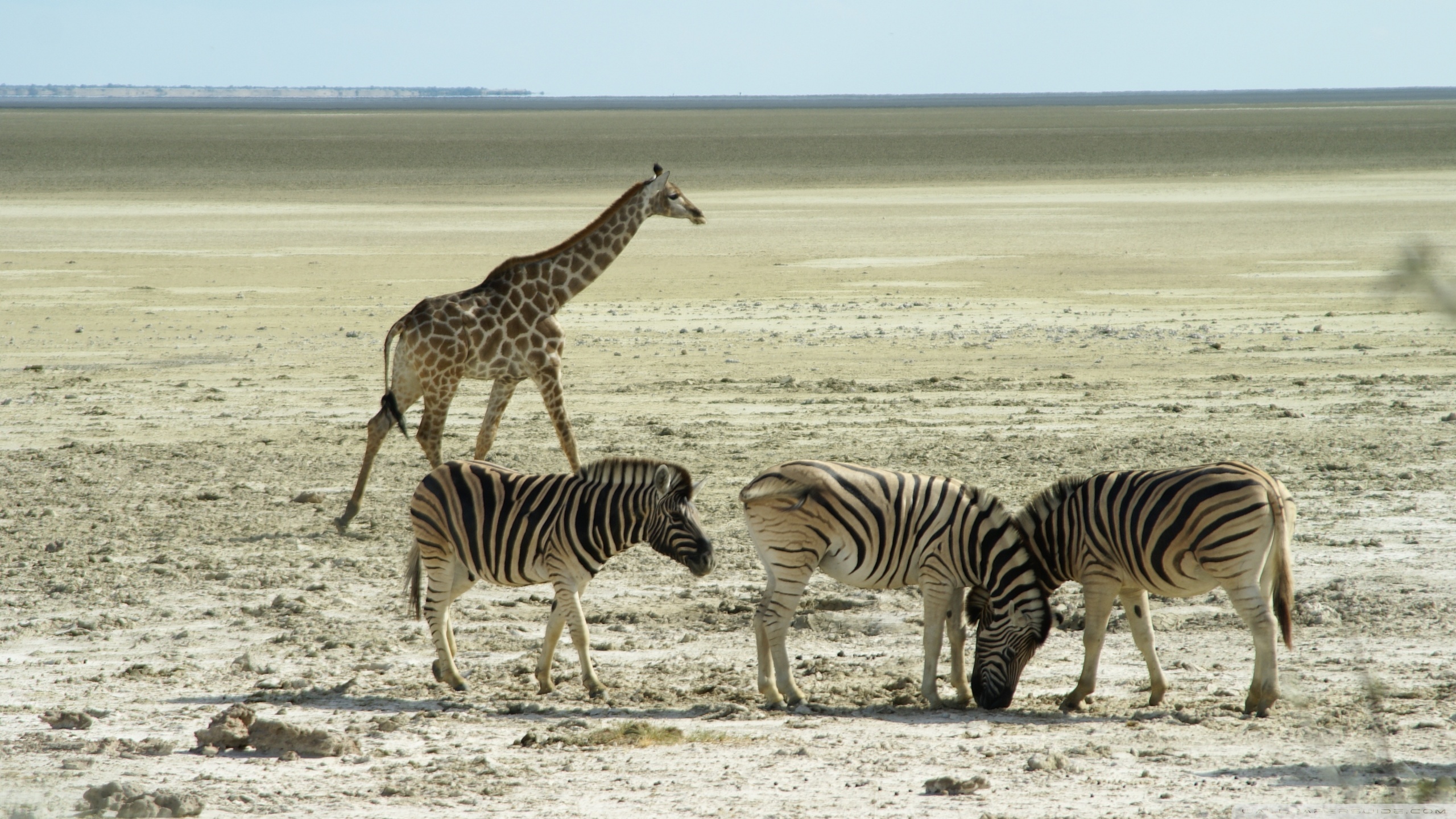 Etosha National Park, Zebra beauty, Wildlife photography, African savannah, 2560x1440 HD Desktop