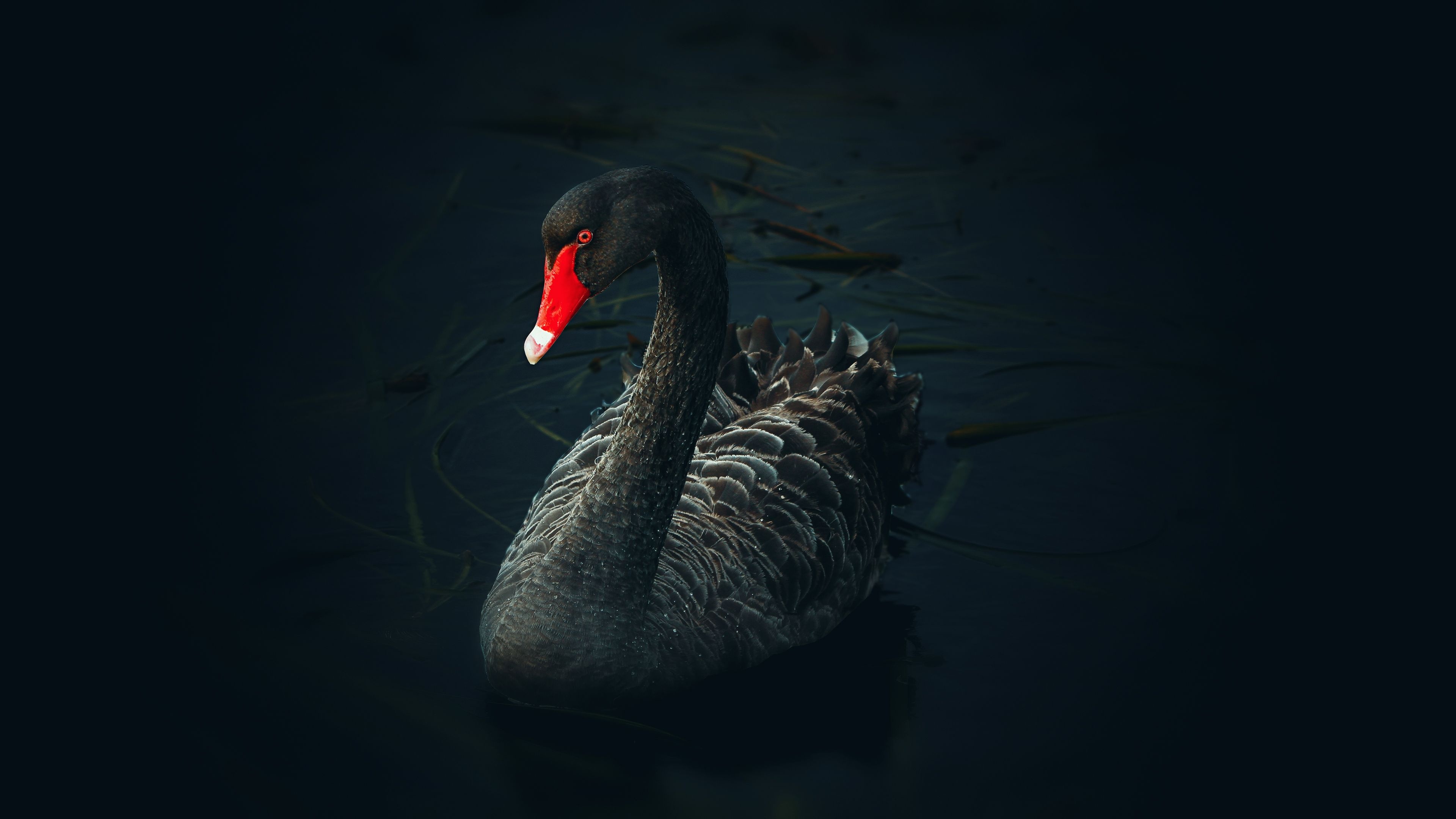 Black Swan (Bird): A species of swan that breeds mainly in the southeast and southwest regions of Australia. 3840x2160 4K Wallpaper.