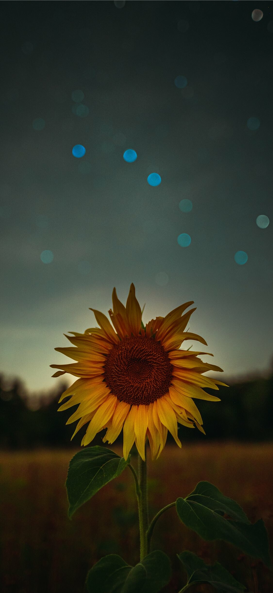 Sunflower: In the 16th century, the first crop breeds were brought from America to Europe by explorers, Flowering plant. 1130x2440 HD Wallpaper.