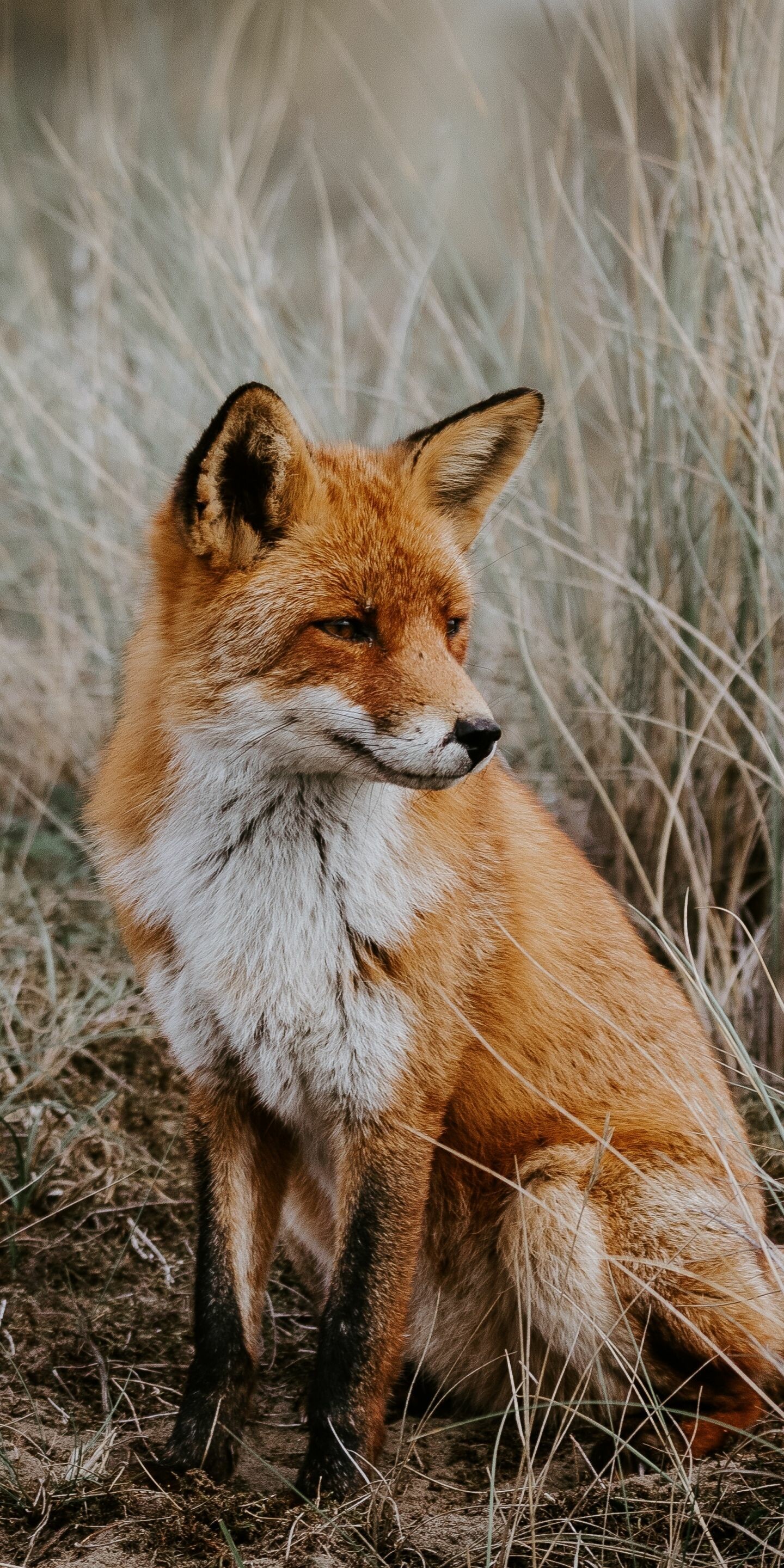 Fox: A mammal found from southern Canada to northern Columbia and Venezuela. 1440x2880 HD Wallpaper.