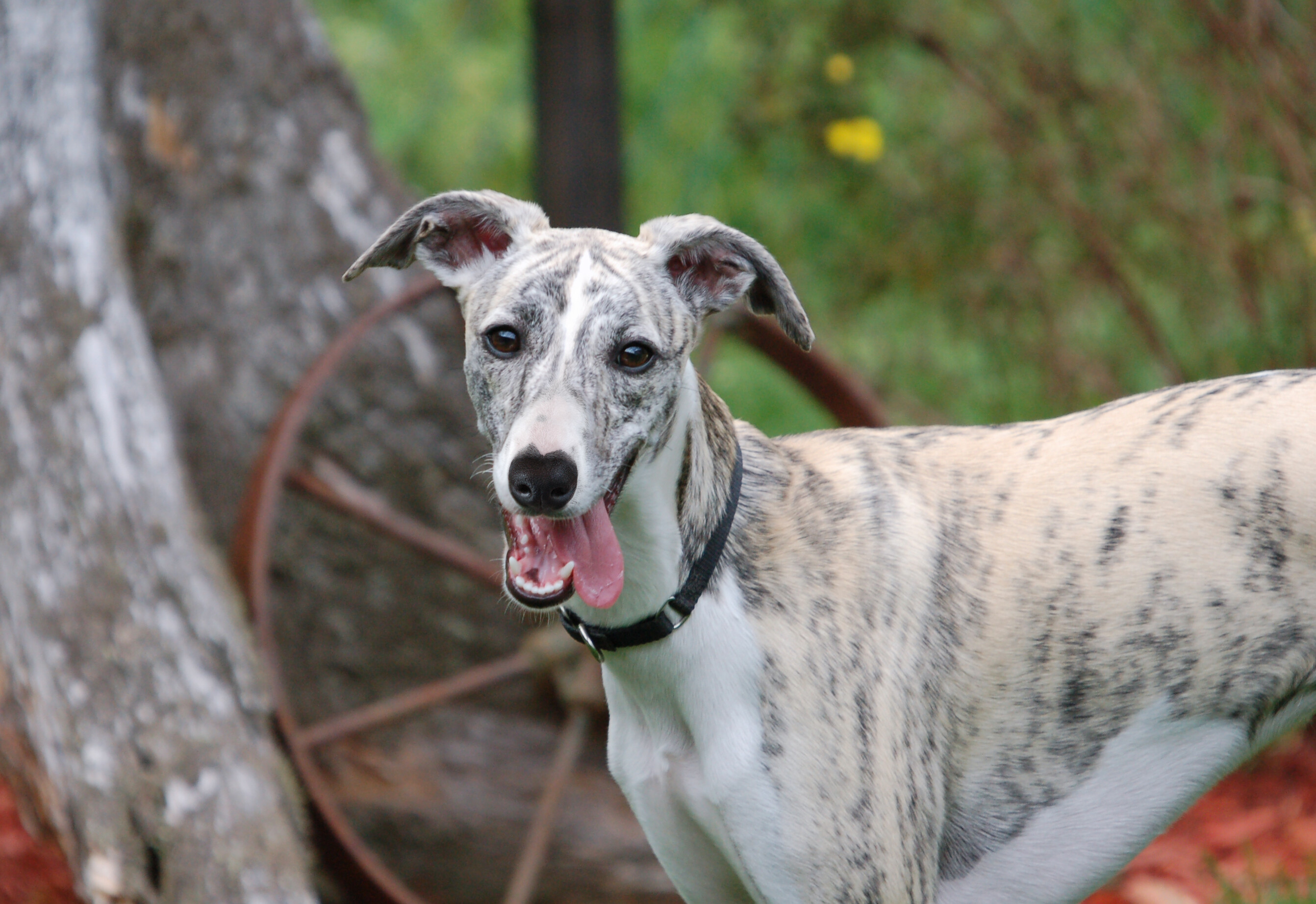 Whippet Dog: It is a sighthound breed that originated in England, descended from the Greyhound. 2690x1850 HD Background.