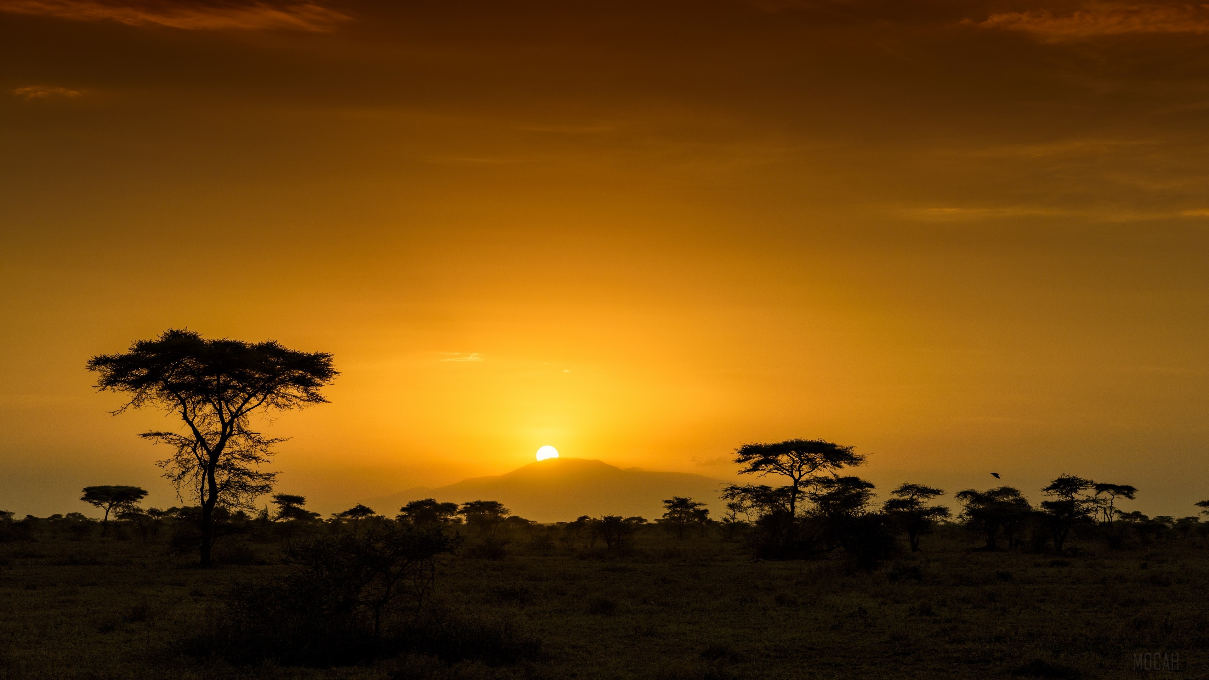 African savanna, Wallpaper HD, Breathtaking views, Wildlife sanctuary, 3840x2160 4K Desktop