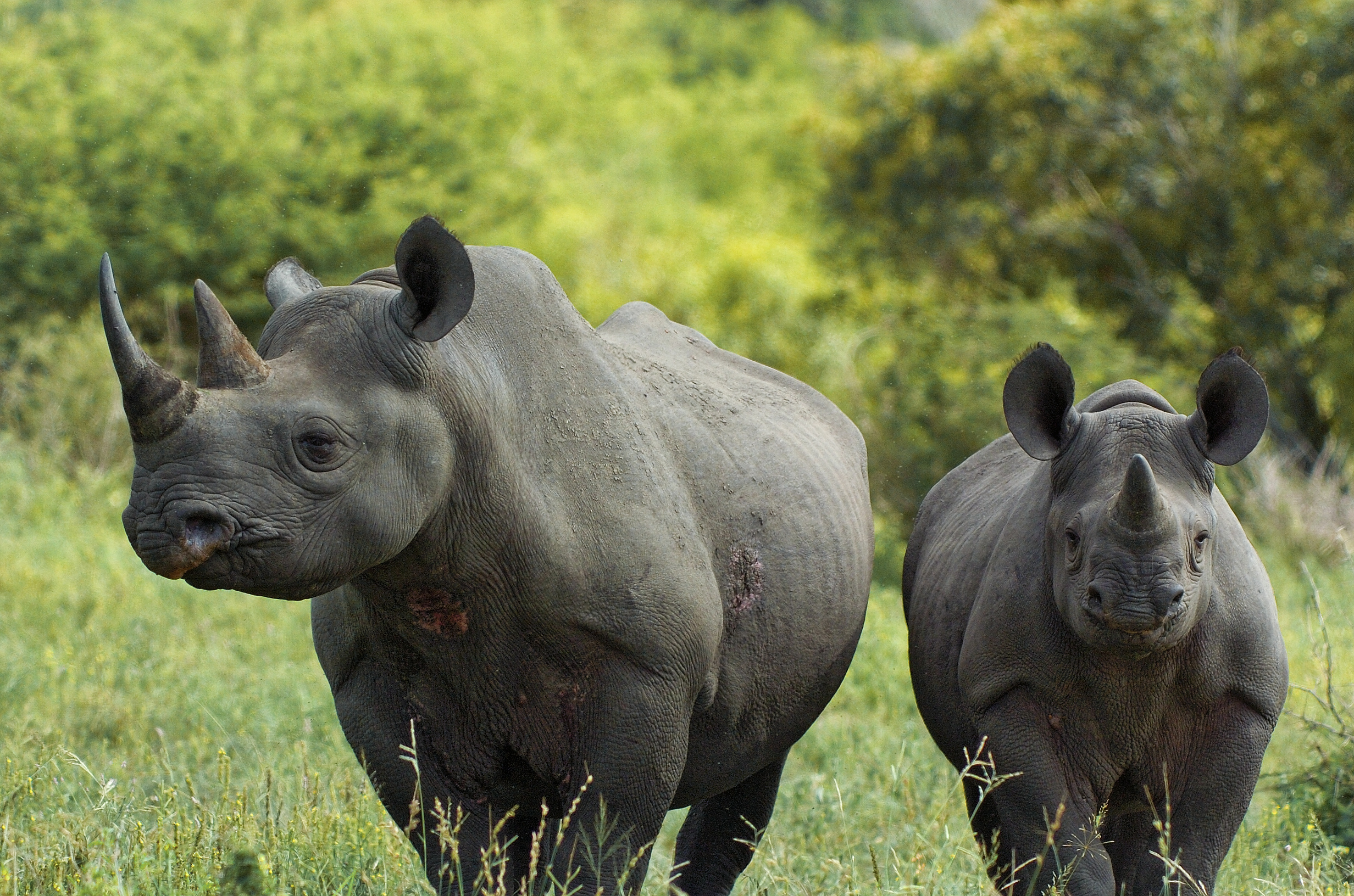 Kruger National Park, Rhinos, South, Wildlife, 2470x1640 HD Desktop