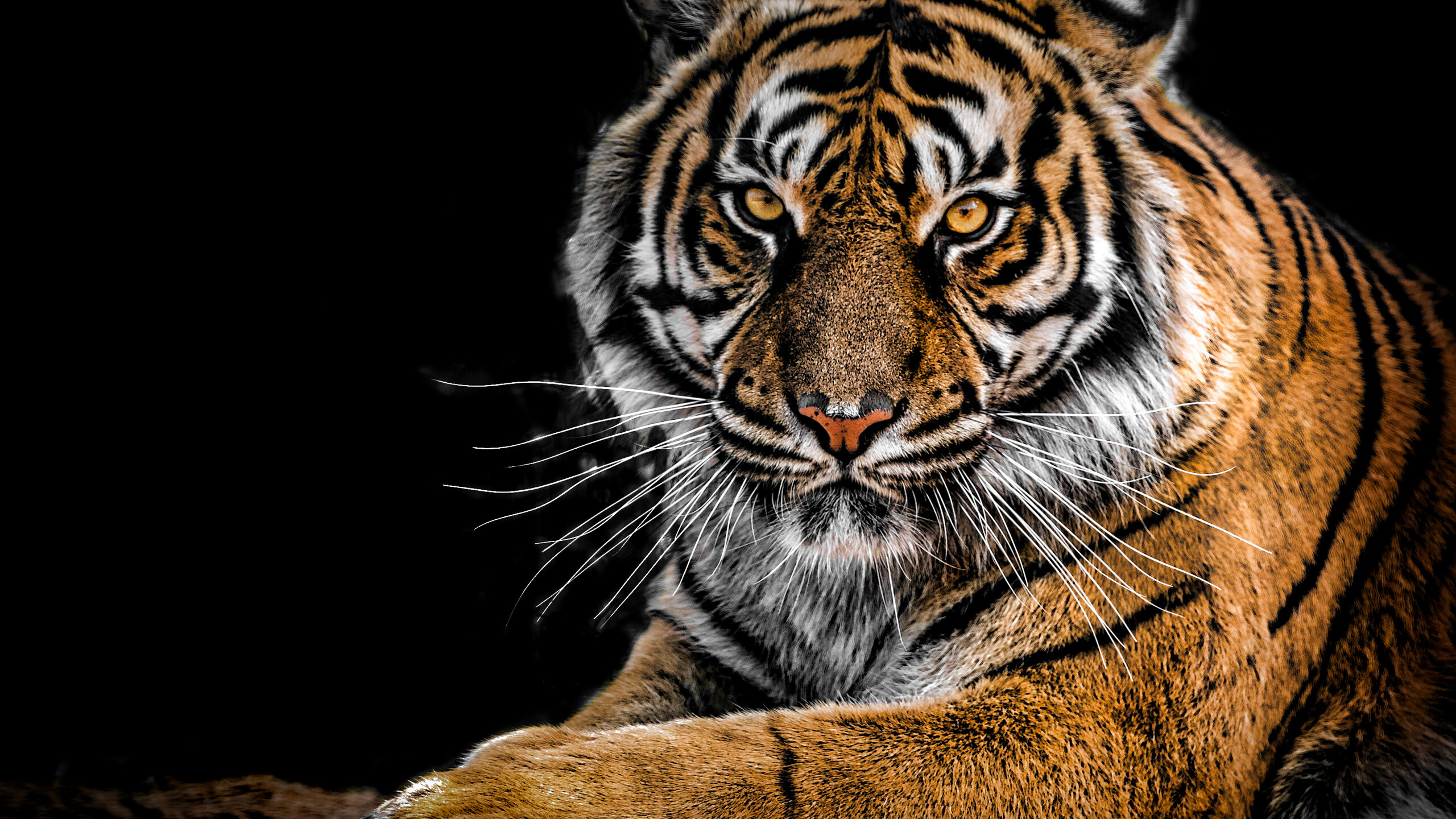 Tiger: A long-ranging species, Individuals disperse over distances of up to 650 km. 2560x1440 HD Background.