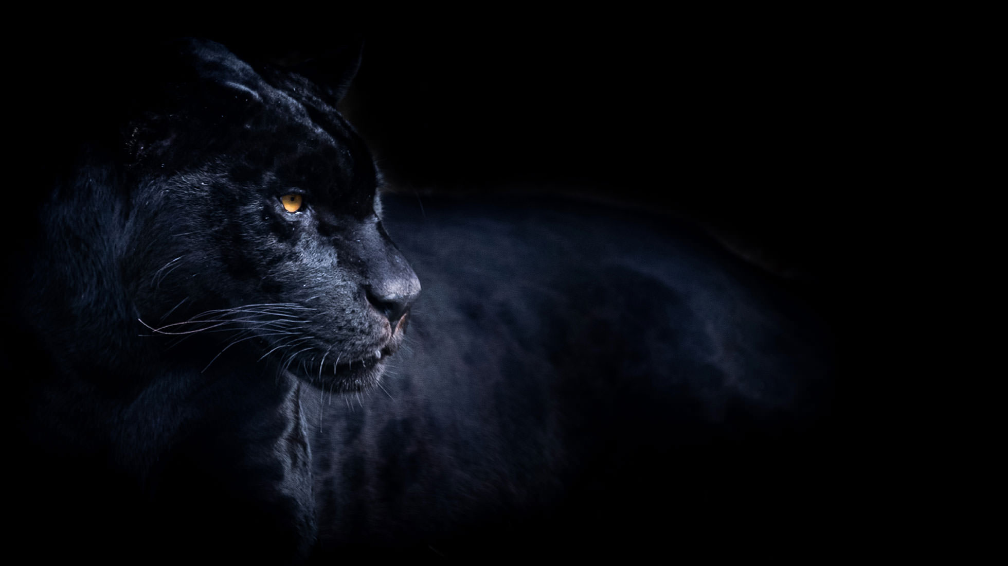 Black Panther (Animal): Nocturnal cats, primarily hunt at night and spend much of the daytime resting high in the trees. 1960x1100 HD Wallpaper.
